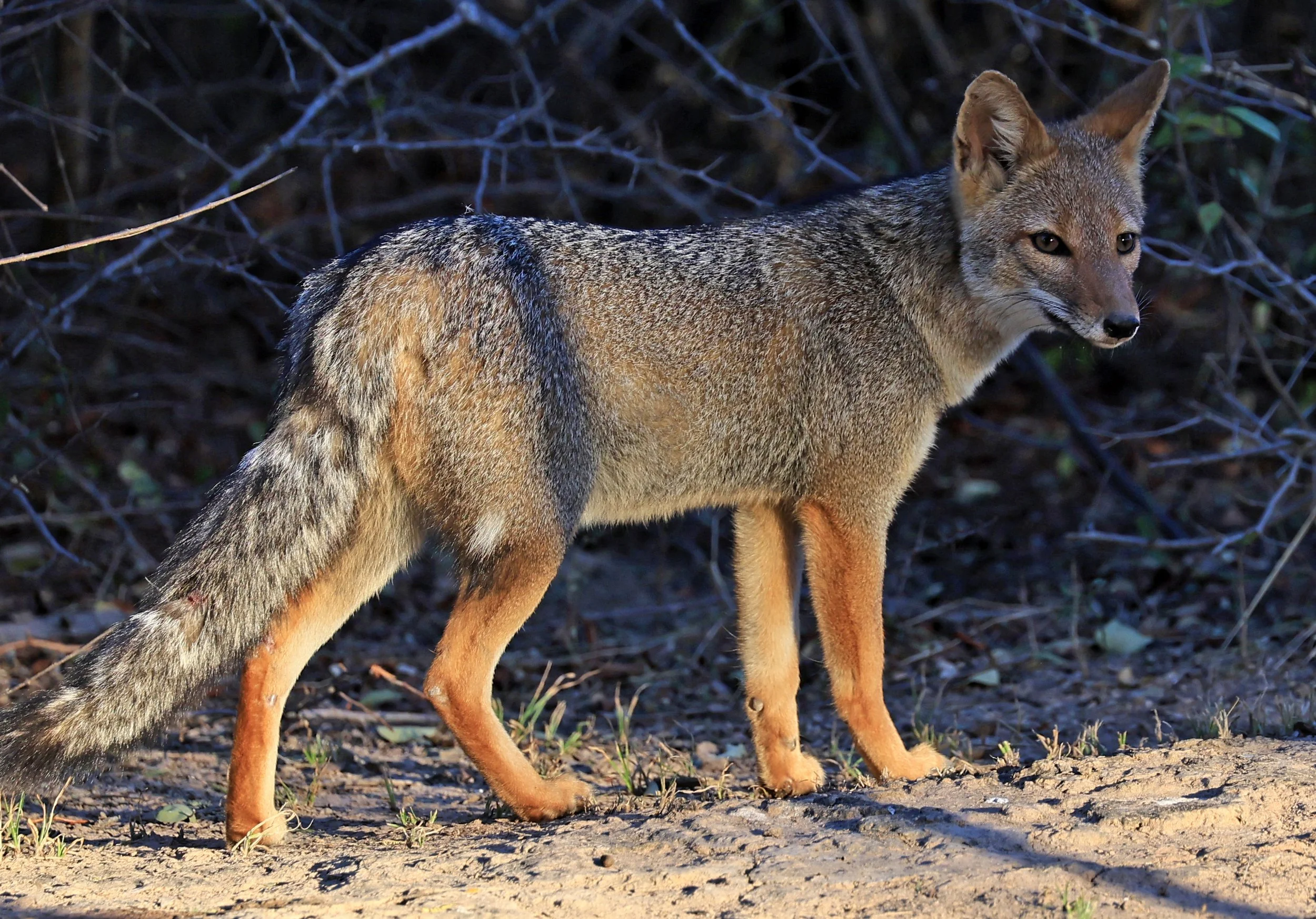 Pampas Fox (Lycalopex gymnocerca) Reserva Natural Canada el Carmen, Paraguay  (66).jpg
