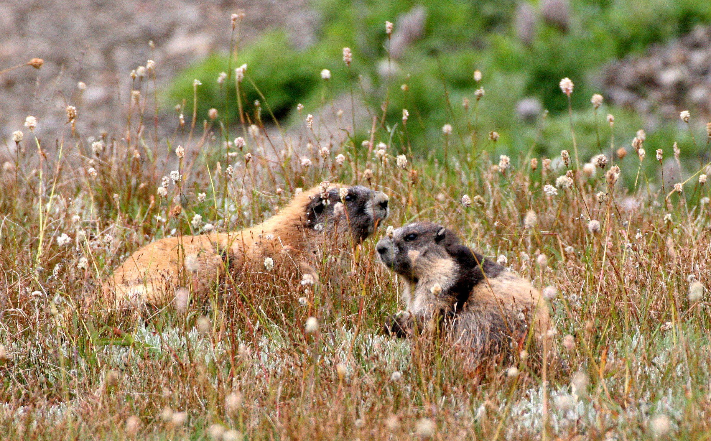 RODENT - MARMOT - OLYMPIC MARMOT - OLYMPIC NATIONAL PARK  (5).JPG