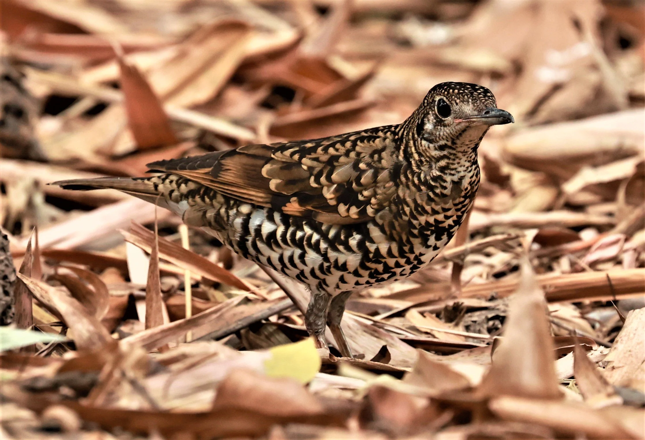 White's Thrush (Zoothera aurea) Putthamonthon Park Nakhon Pathom Thailand (32).jpg