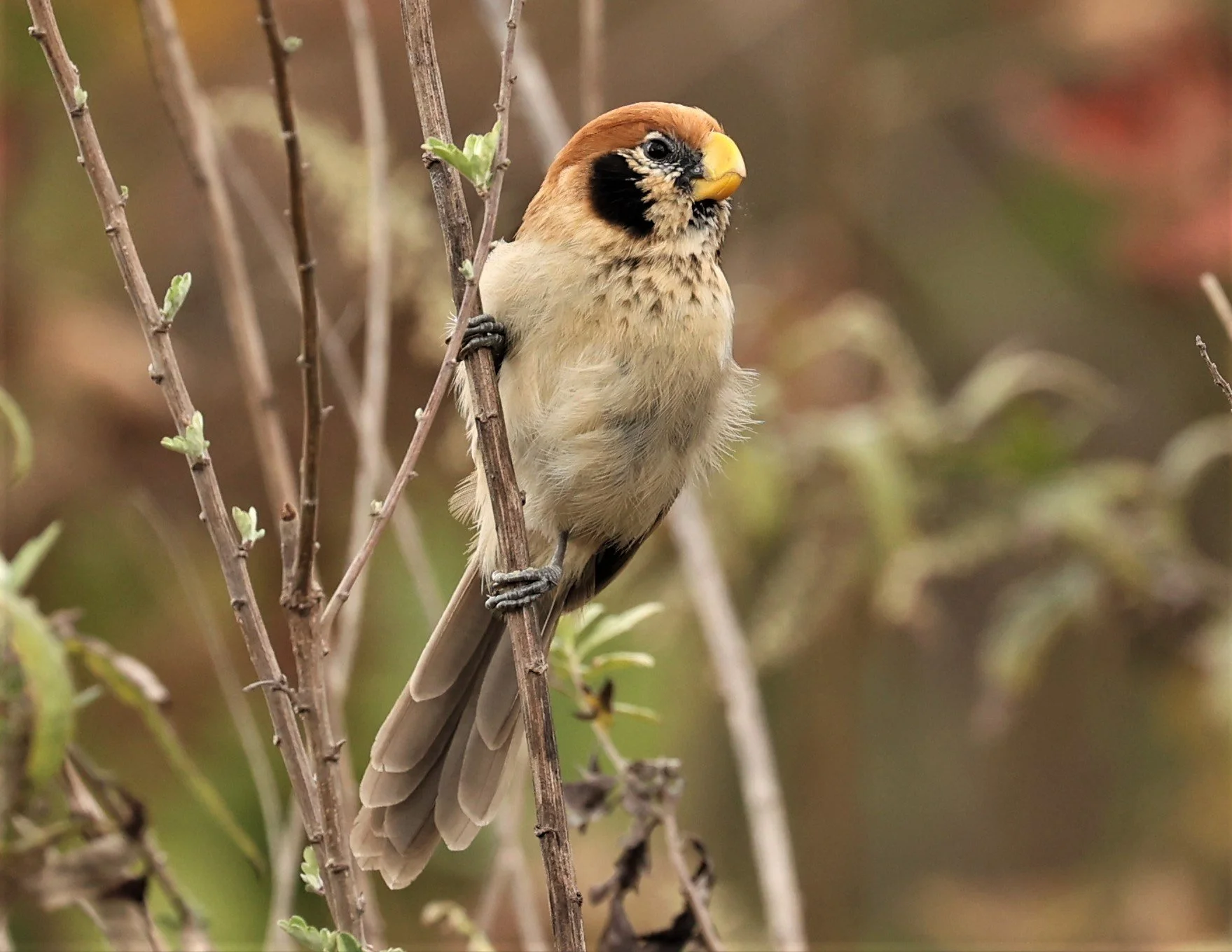 PARROTBILL - SPOT-BREASTED PARROTBILL - Paradoxornis guttaticollis - DOI LANG WEST, DOI PHA HOM POK NP, CHIANG MAI DEC 2021 (86).jpg