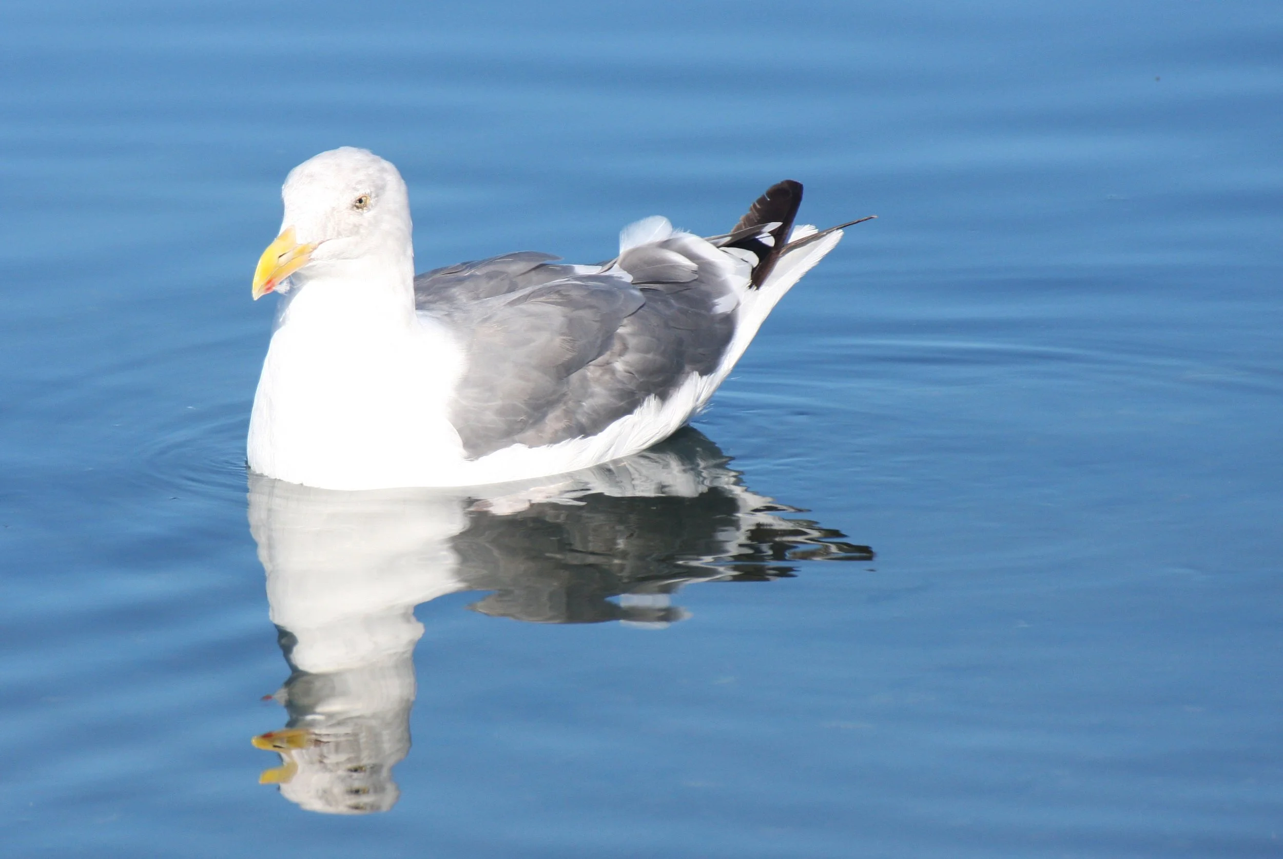 BIRD - GULL - WESTERN GULL - SEQUIM BAY (5).JPG