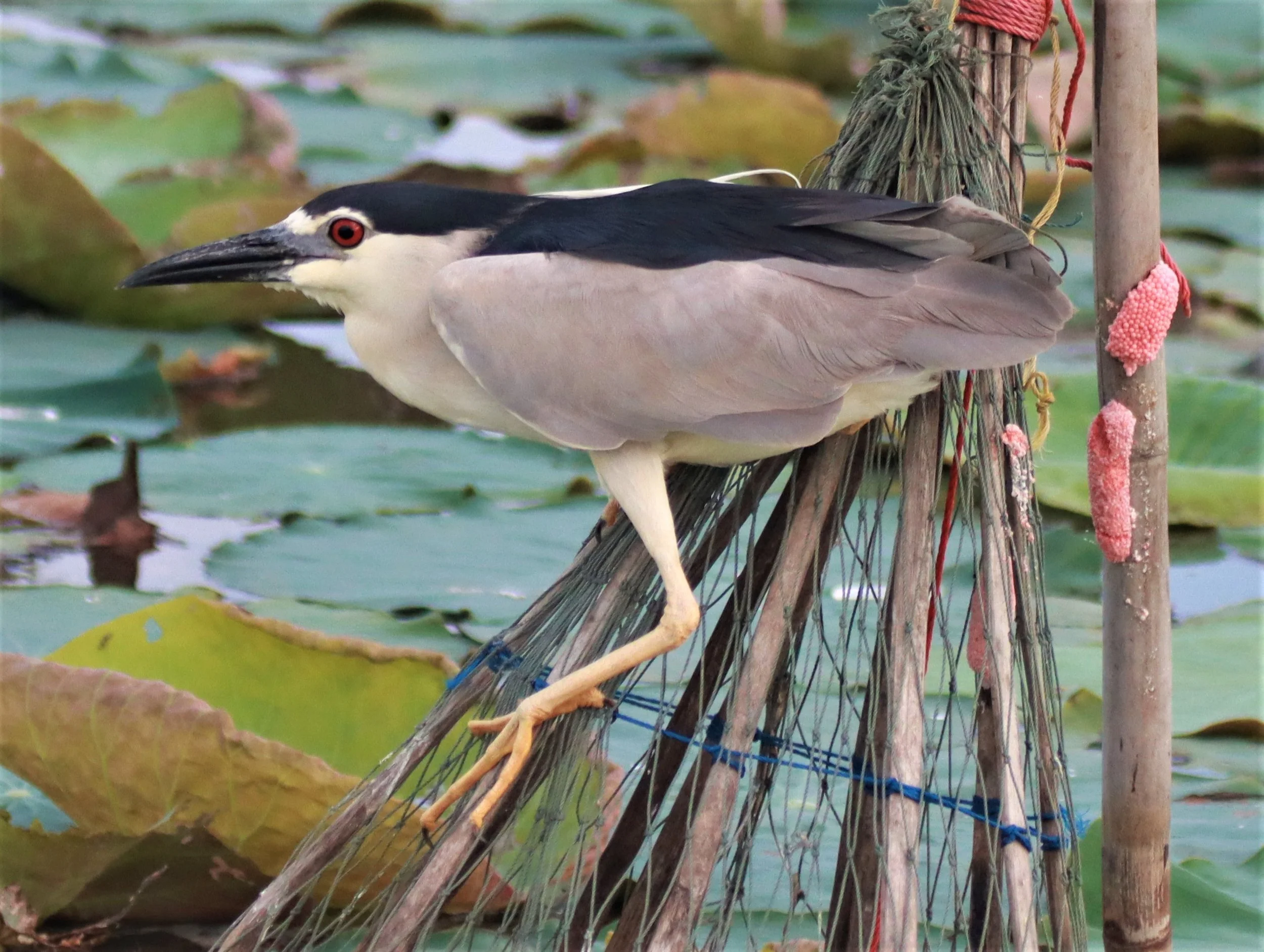 HERON - BLACK-CROWNED NIGHT HERON - Nycticorax nycticorax - BUENG BORAPHET NAKHON SAWAN AUGUST 2021 (31).jpg