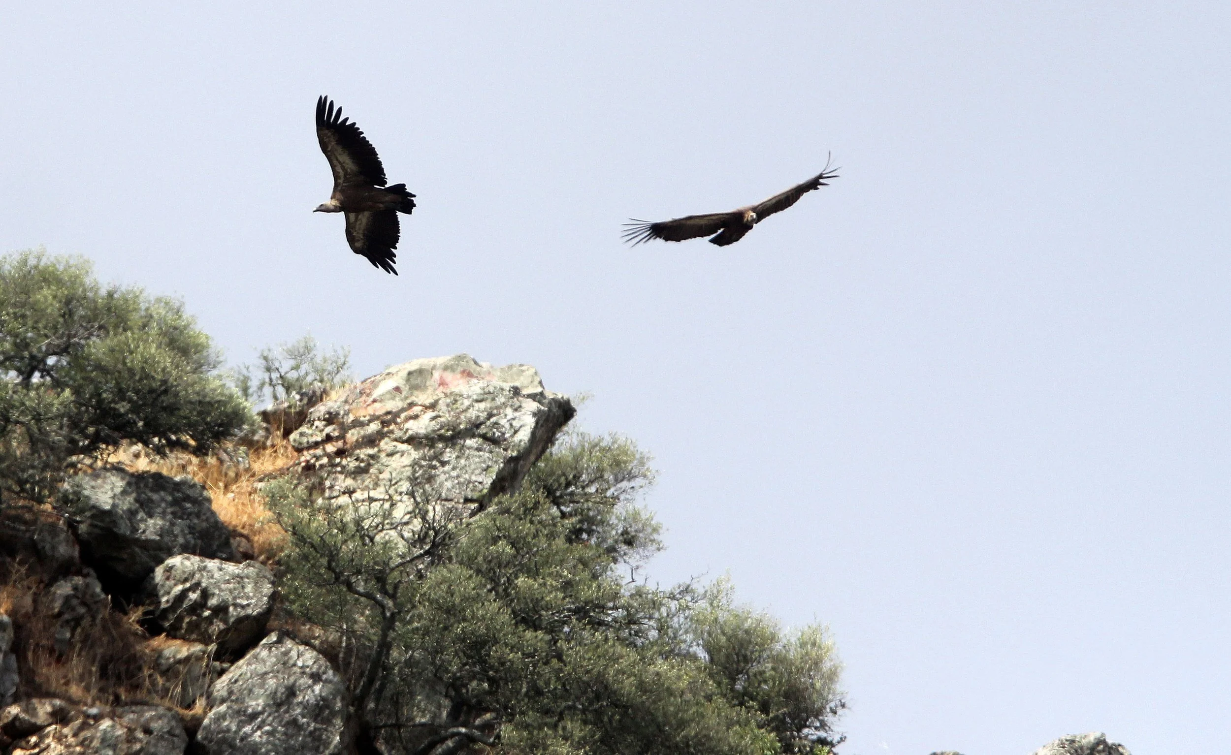 Gyps fulvus - GRIFFON (EUROPEAN GRIFFON) VULTURE - MONFRAGUE NATIONAL PARK SPAIN (13).JPG