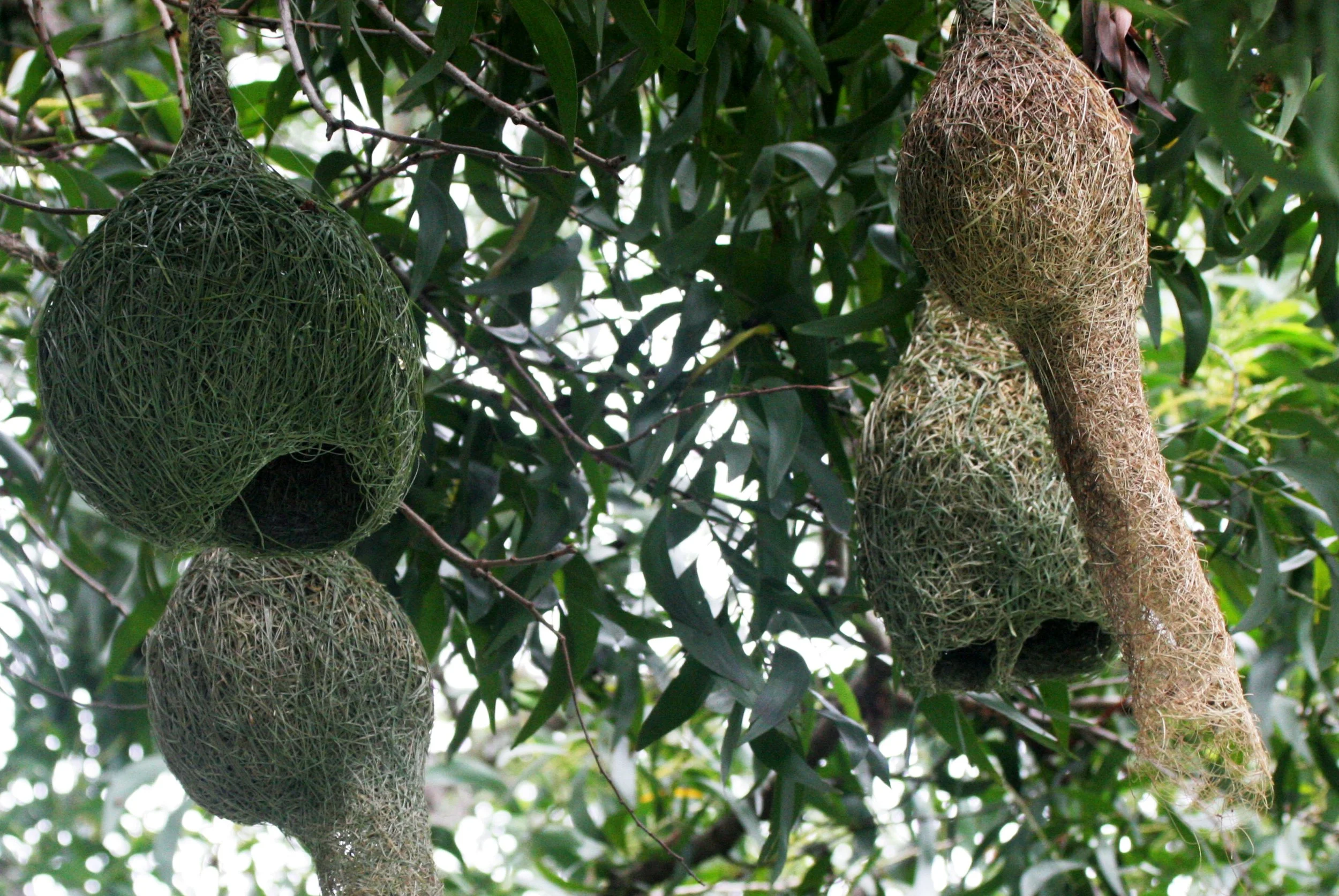 WEAVER - BAYA WEAVER - Ploceus philippensis - BUENG BORAPHET THAILAND  (10).JPG