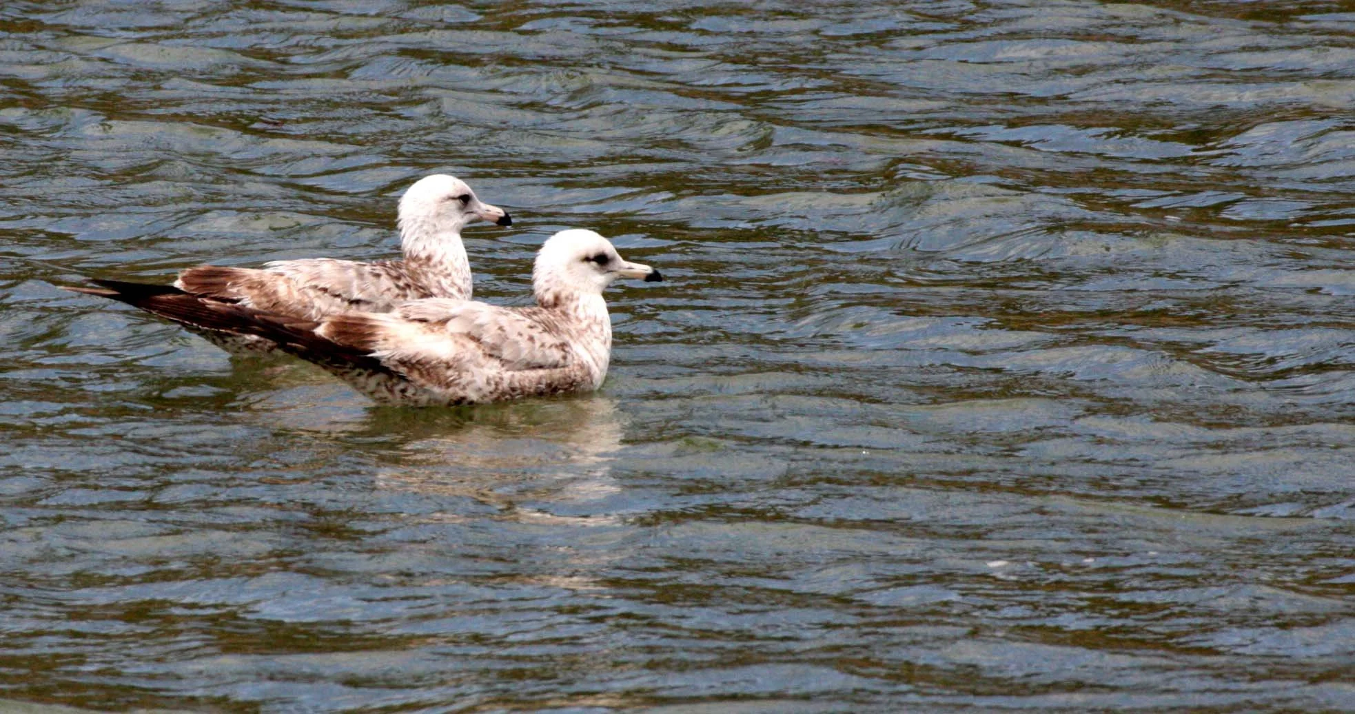 BIRD - GULL - CALIFORNIA GULL - 1ST SUMMER AND 2ND WINTER INDIVIDTUALS - SANTA ROSALIA BAJA MEXICO (2).JPG