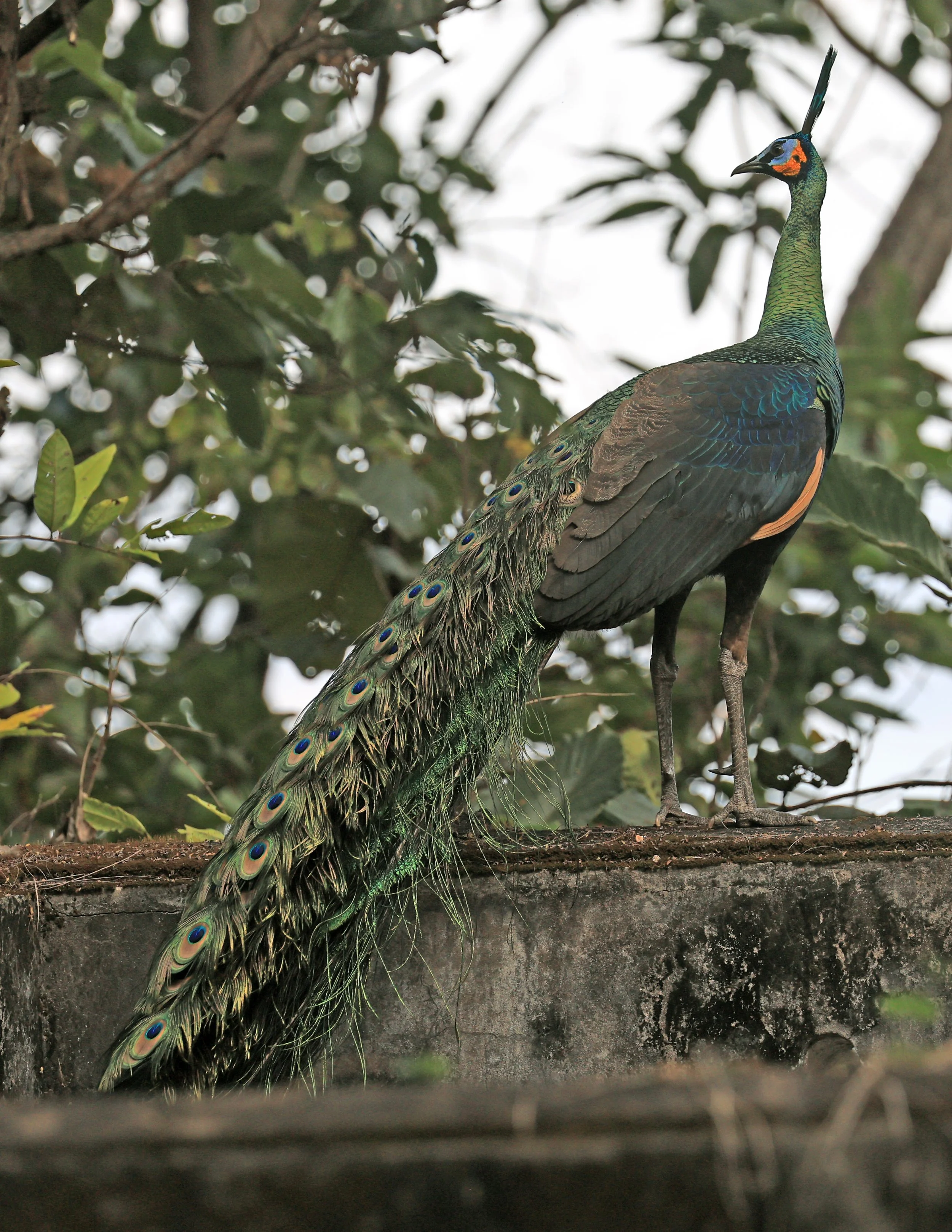 Green Peafowl (Pavo muticus) Doi Butsarakham Phayao Province (29).jpg