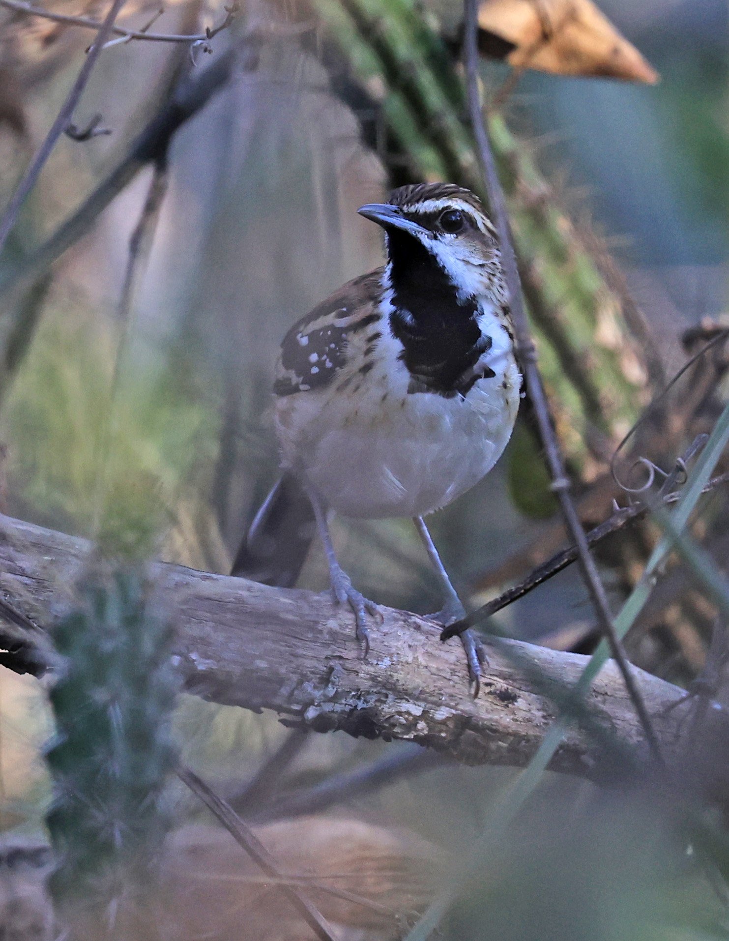 Stripe-backed Antbird (Myrmorchilus strigilatus) Agua Dulce Paraguay (9).jpg