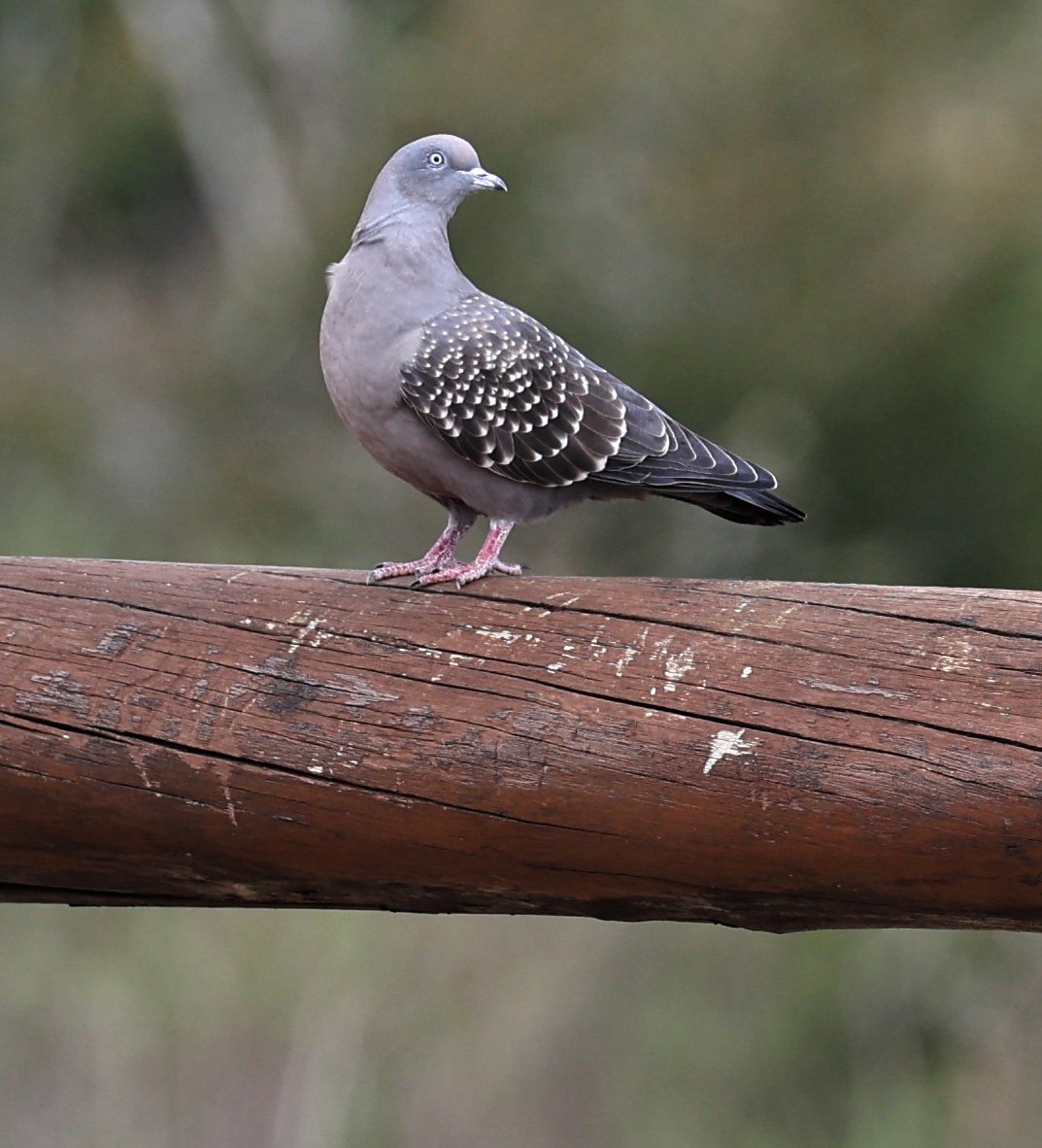 Spot-winged Pigeon (Patagioenas maculosa) El Palmar National Park, Entre Rios, Argentina (8).jpg
