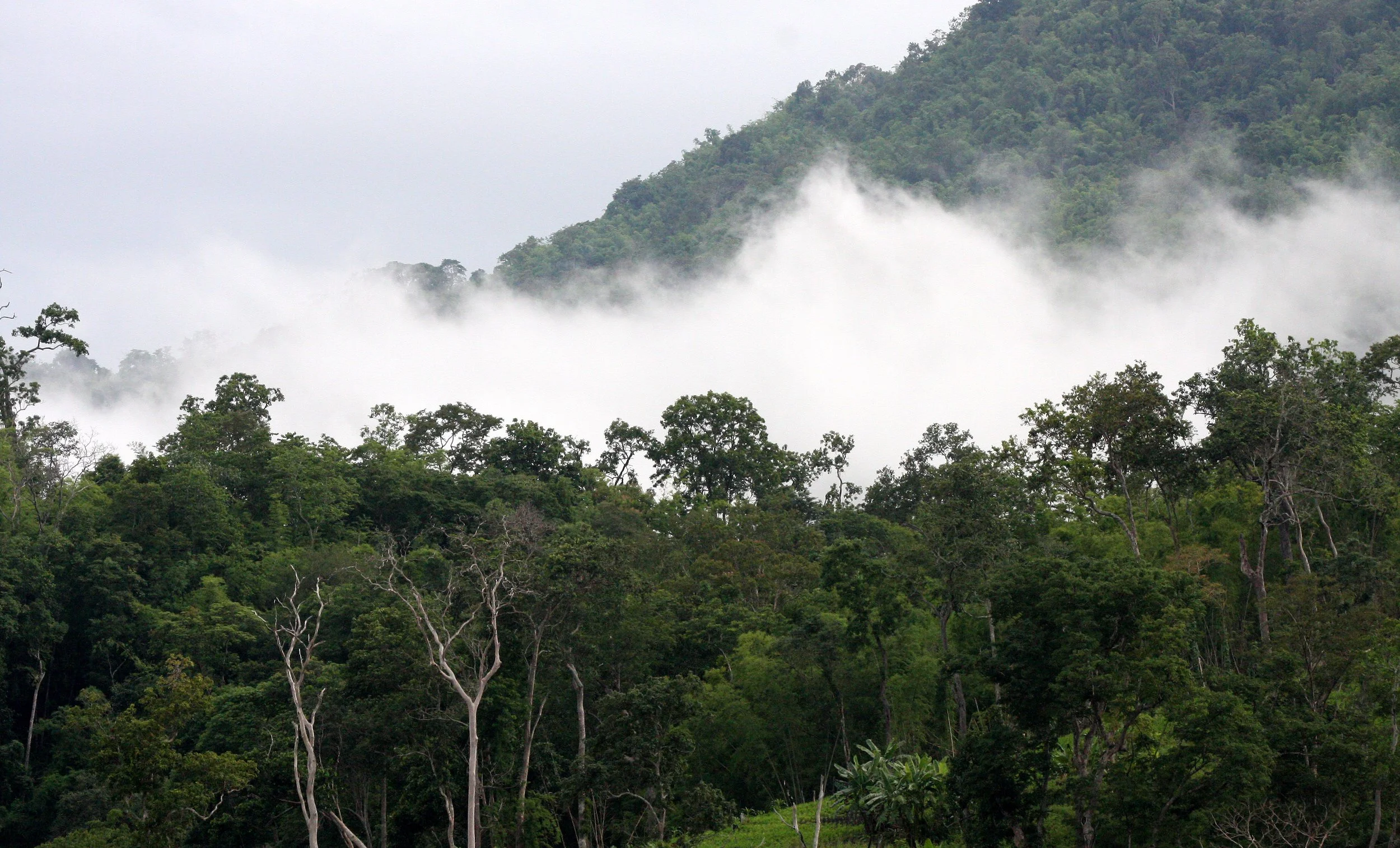 HUAI KHA KHAENG WS - FOREST SCENES (5).JPG