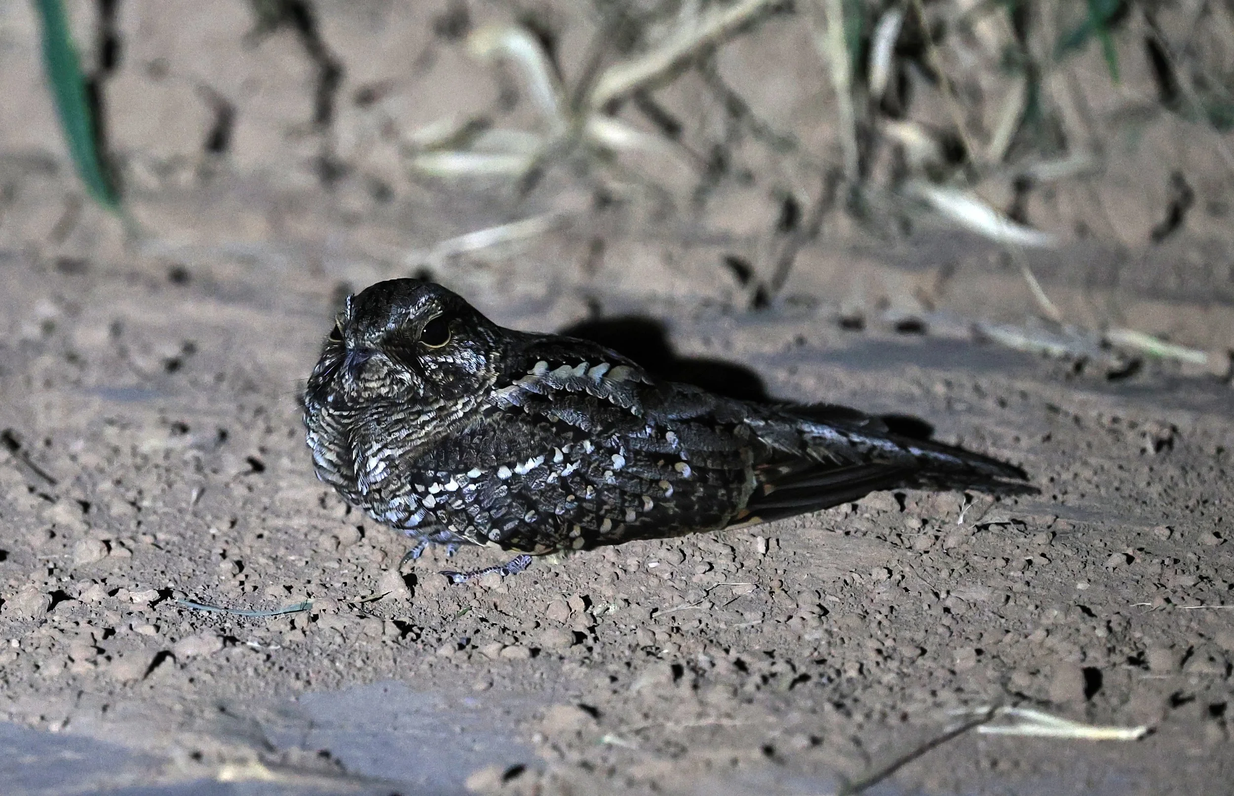 Scissor-tailed Nightjar (Hydropsalis torquata) female - Fortin Toledo Paraguay (2).jpg