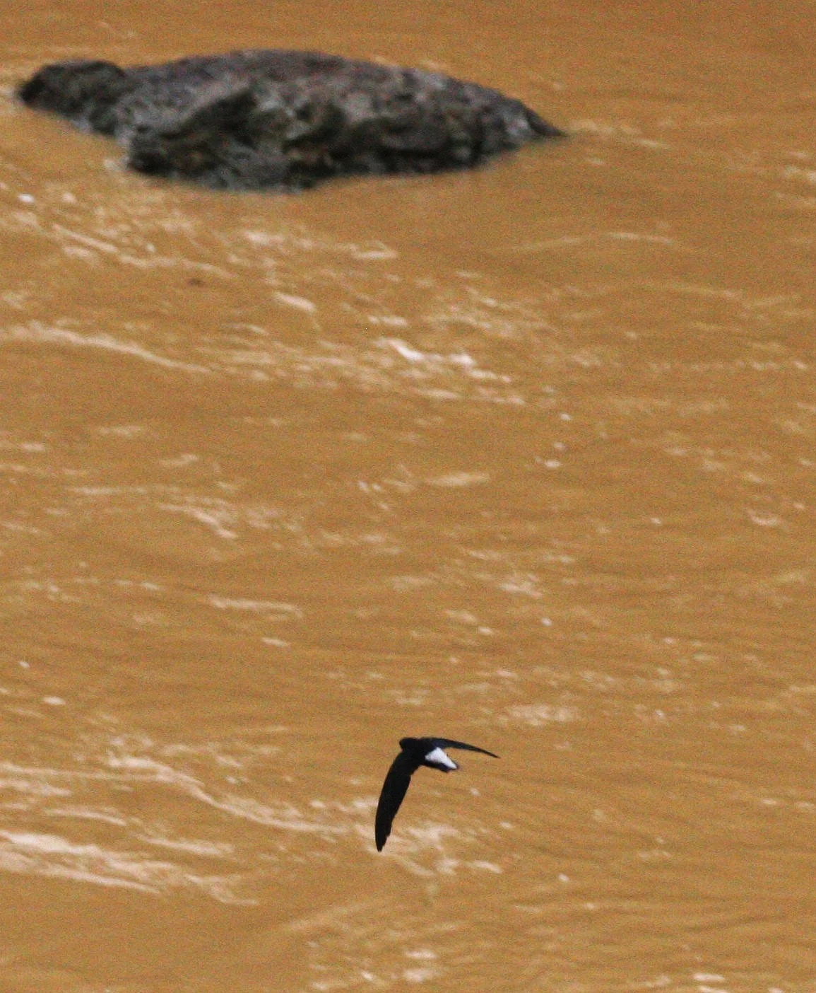 Silver-rumped Swifts (Raphidura leucopygalis) Danum Valley Borneo (3).JPG