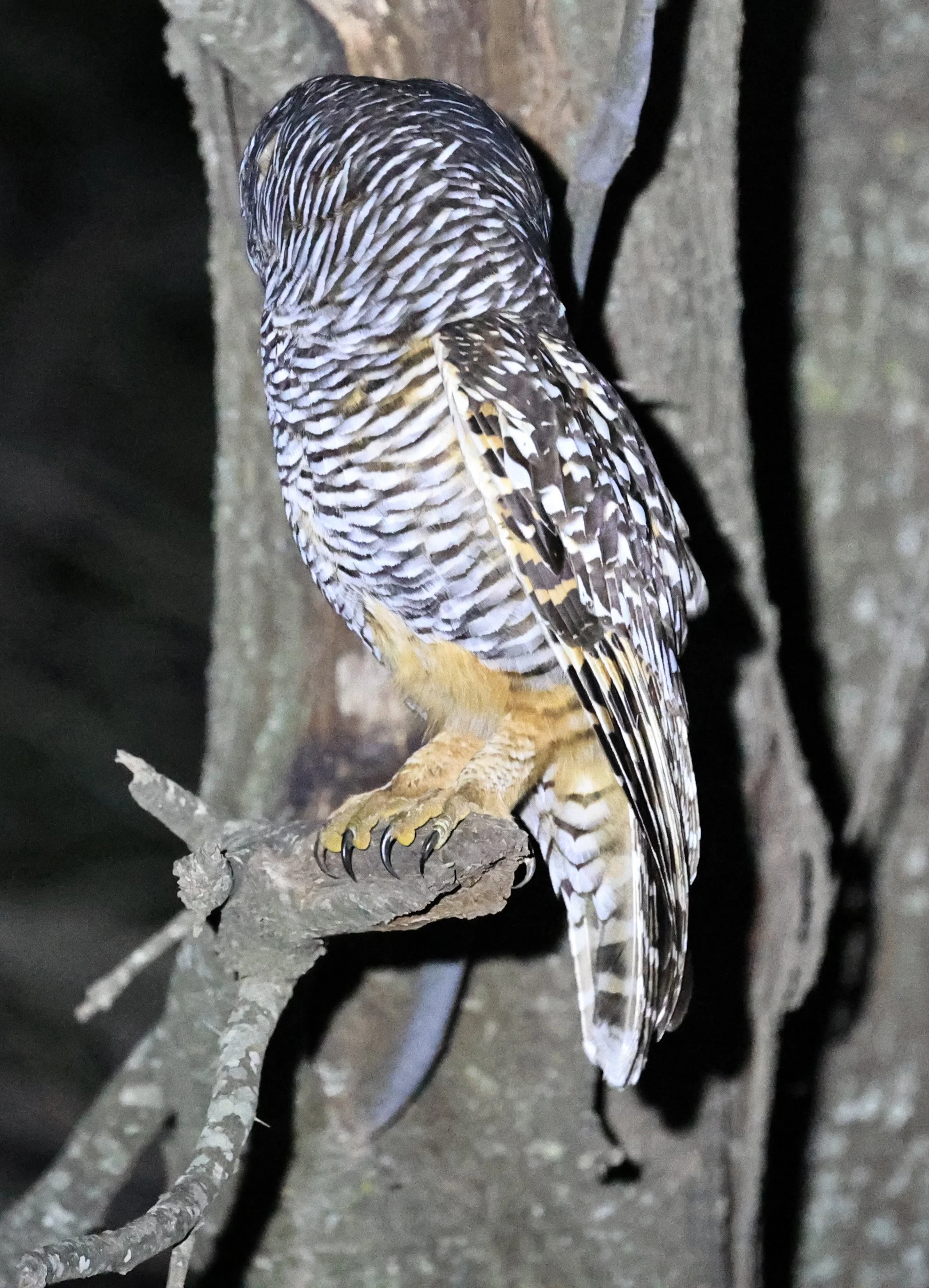 Chaco Owl (Strix chacoensis) Estancia Campo'í Paraguay (41).jpg