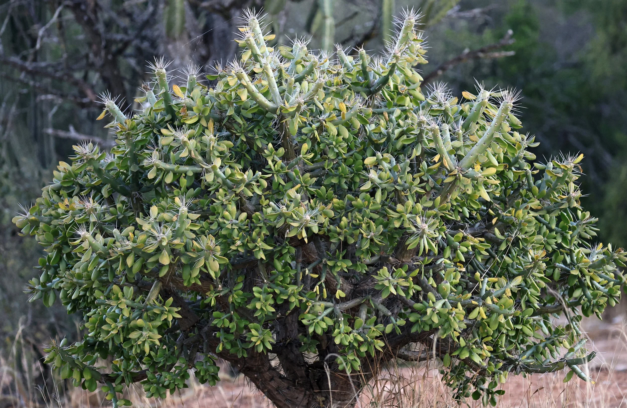 Quiabentia verticillata