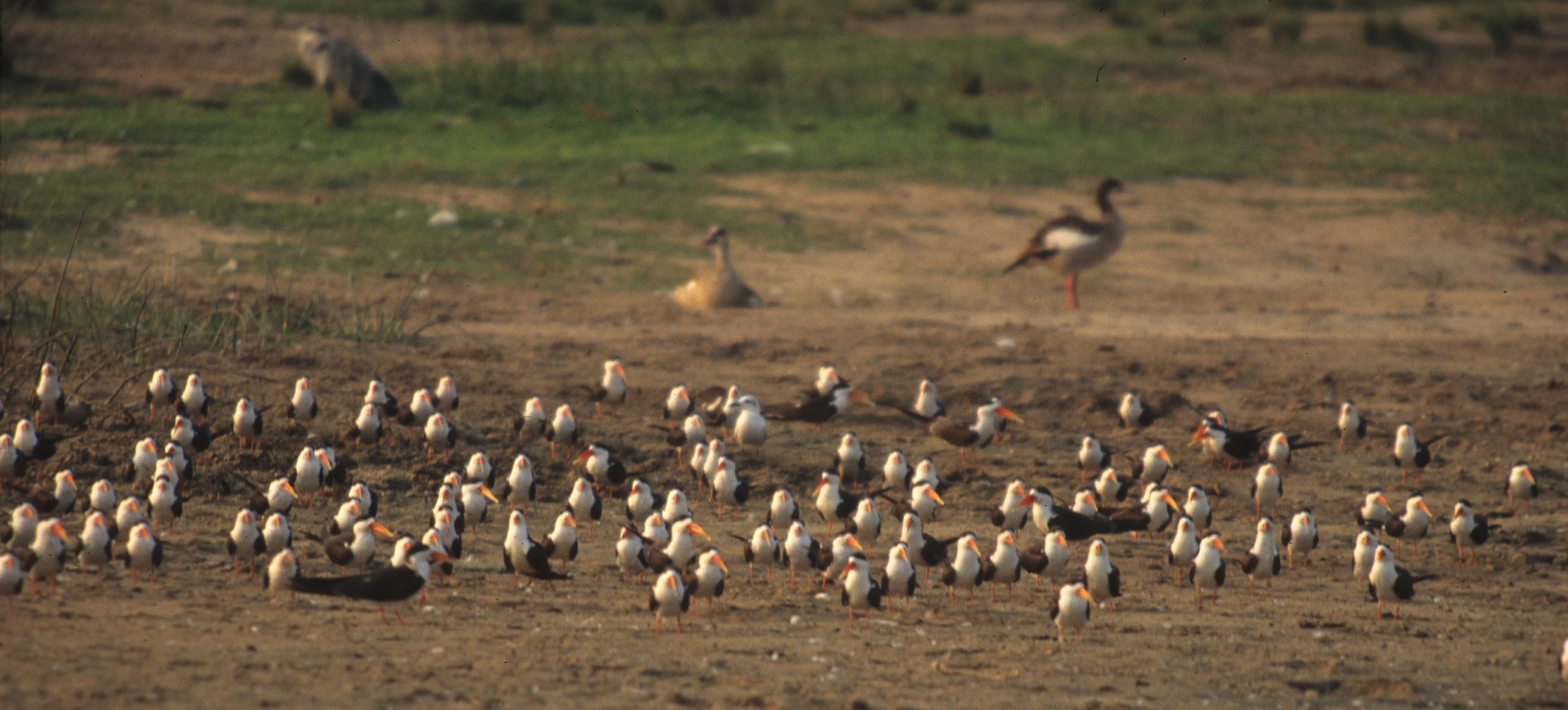 BIRDS - AFRICAN SKIMMER - UGANDA.jpg