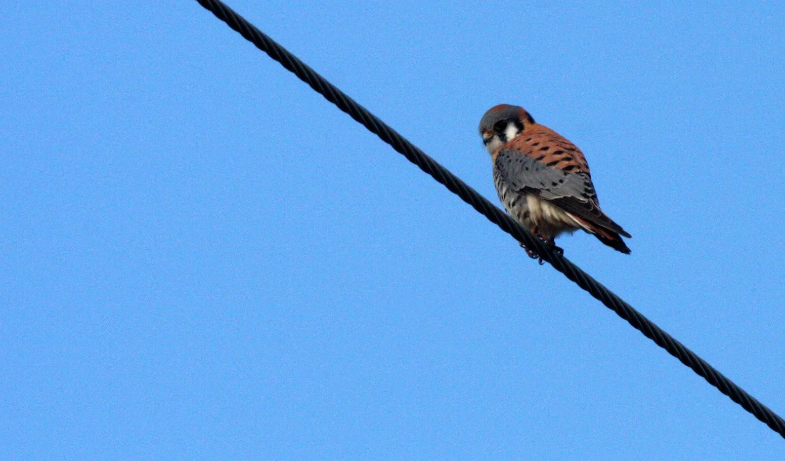 BIRD - AMERICAN KESTREL - SEQUIM SIDE ROADS WA (7).JPG