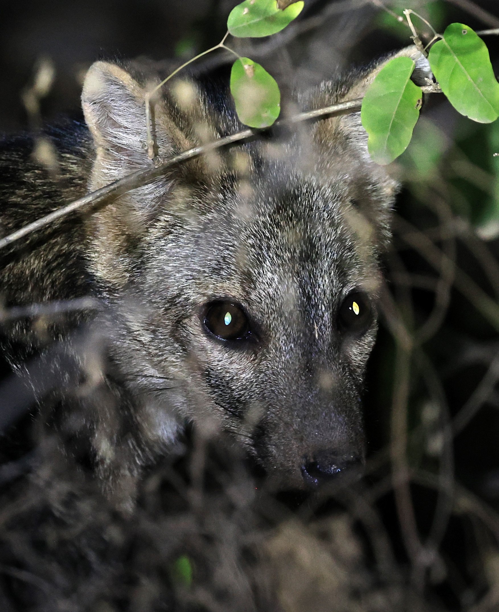 Crab-eating Fox (Cerdocyon thous) Agua Dulce Paraguay (64).jpg