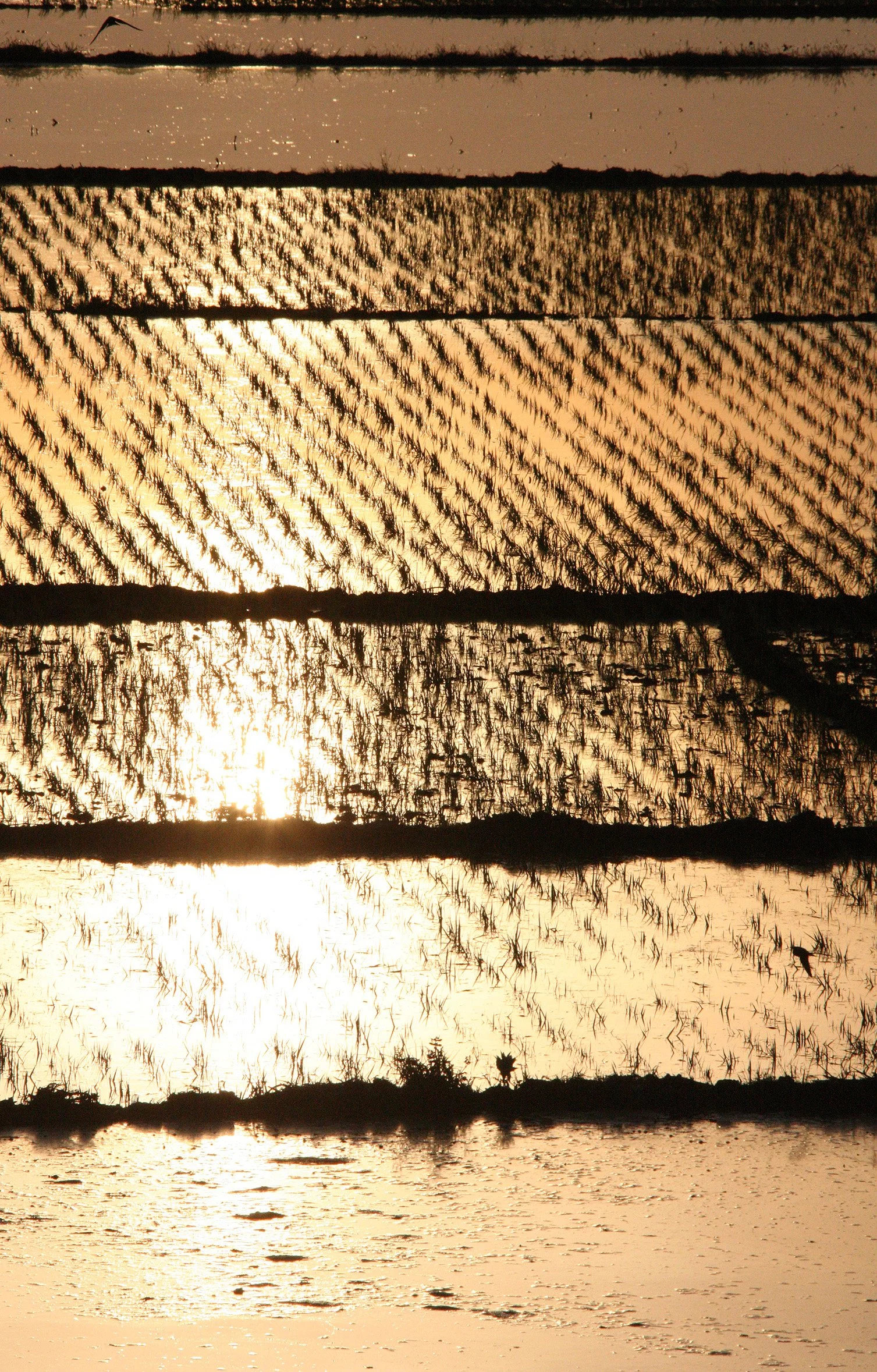 LINDEN CENTER - XIZHOU VILLAGE YUNNAN CHINA (78).JPG