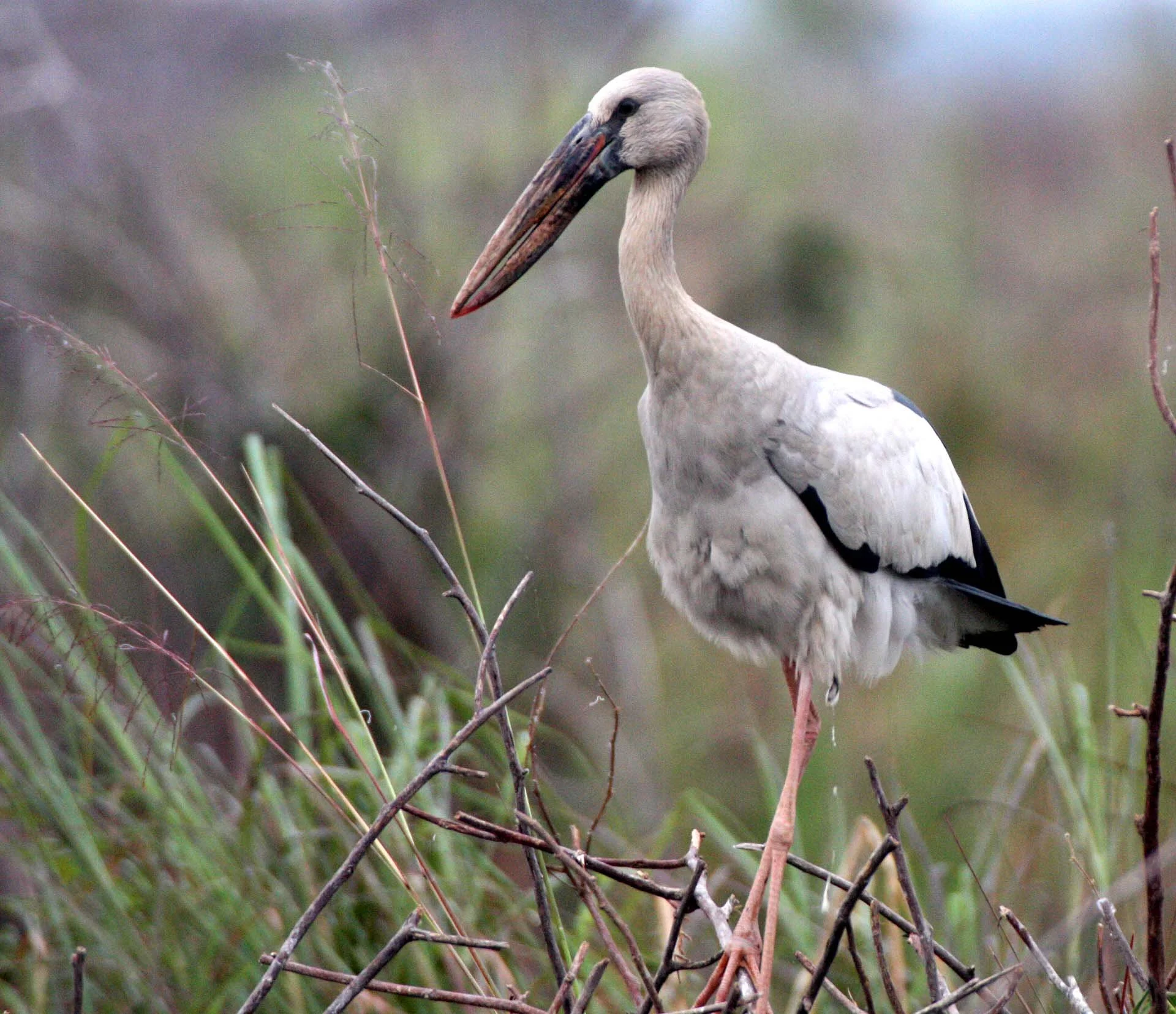 STORK - ASIAN OPENBILL - Anastomus oscitans - ROOKERY IN BUENG BORAPHET THAILAND - CHRISTMAS IN THAILAND TRIP 2008 (16).JPG