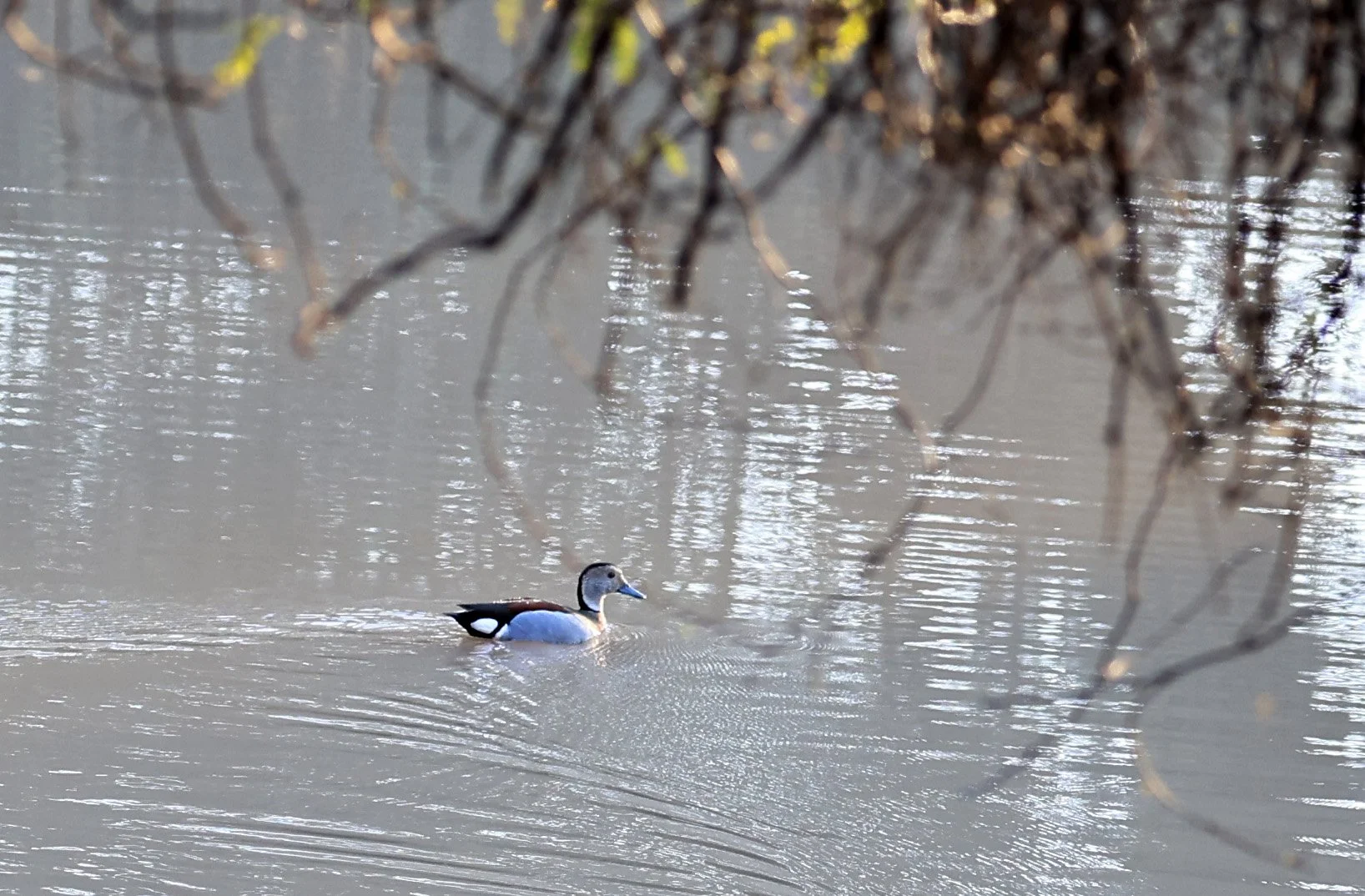 Ringed Teal (Callonetta leucophrys) Hotel Iparoma Campestre Paraguay (1).jpg