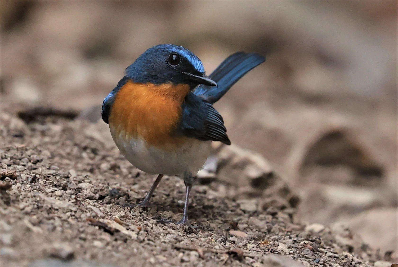 FLYCATCHER - INDOCHINESE BLUE-FLYCATCHER - Cyornis sumatrensis - SRI SATCHANALAI NP MANAO WATERHOLE MAY 1 2022 (102).jpg