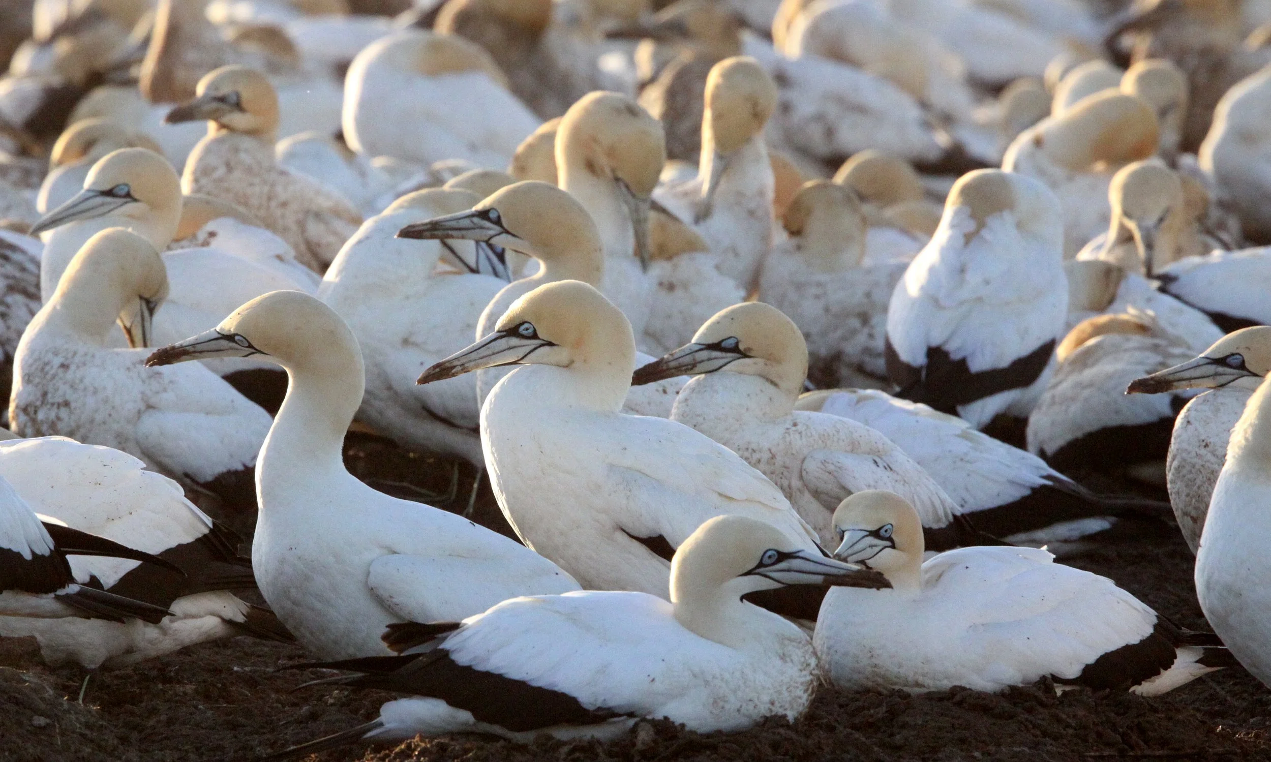 Cape gannet (Morus capensis) Lambert's Bay South Africa (116).JPG