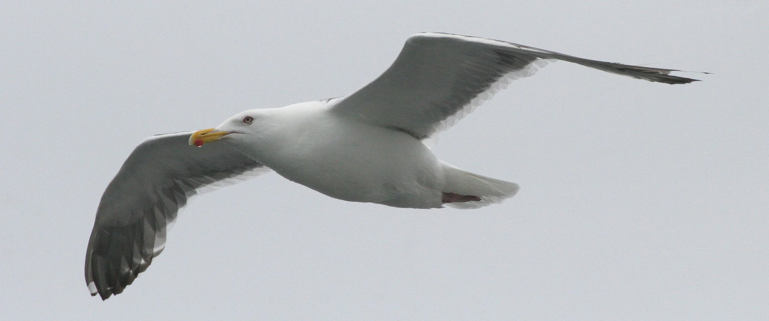 BIRD - GULL - GLAUCOUS PROBABLE - KURILS RUSSIA (5).jpg