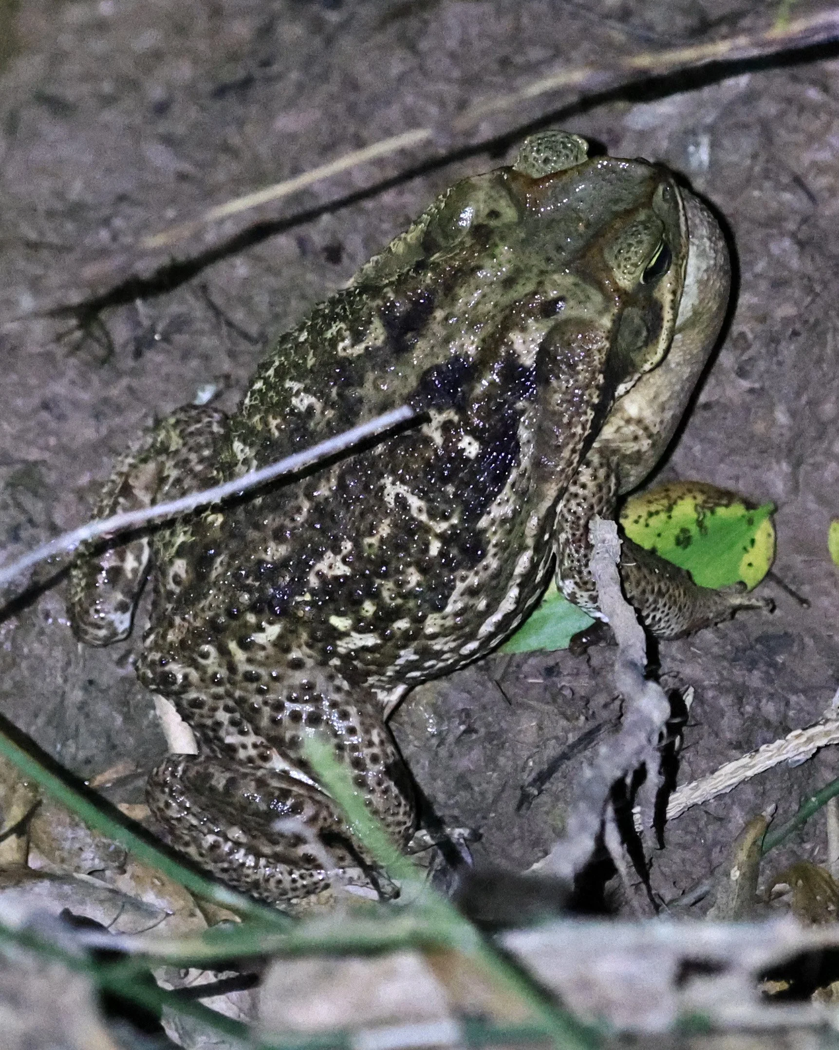 Cururu or Cope's Toad (Rhinella diptycha) Chaco Lodge & Laguna Salada Paraguay (2).jpg