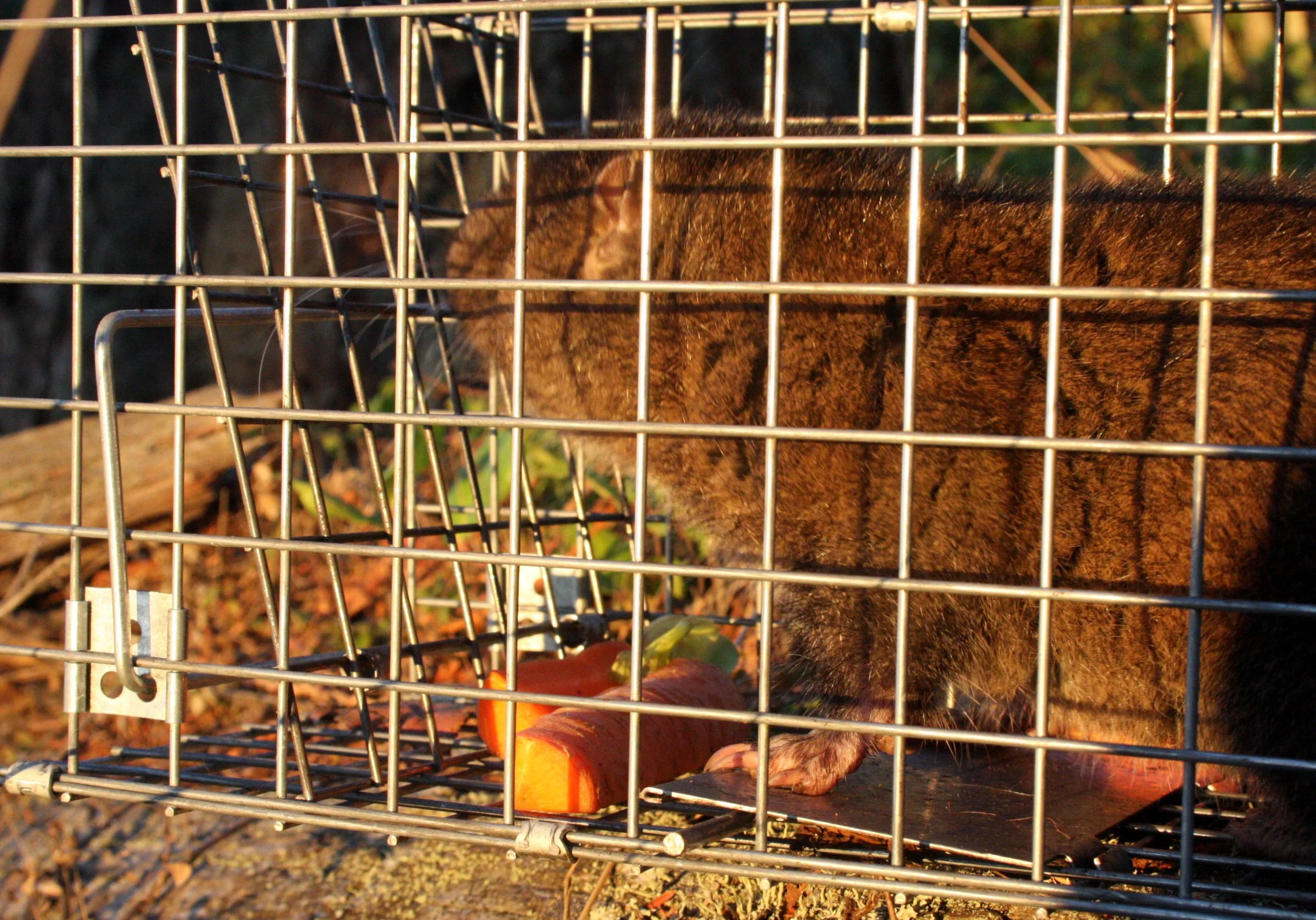 RODENT - MOUNTAIN BEAVER - LAKE FARM TRAILS WA (5).JPG