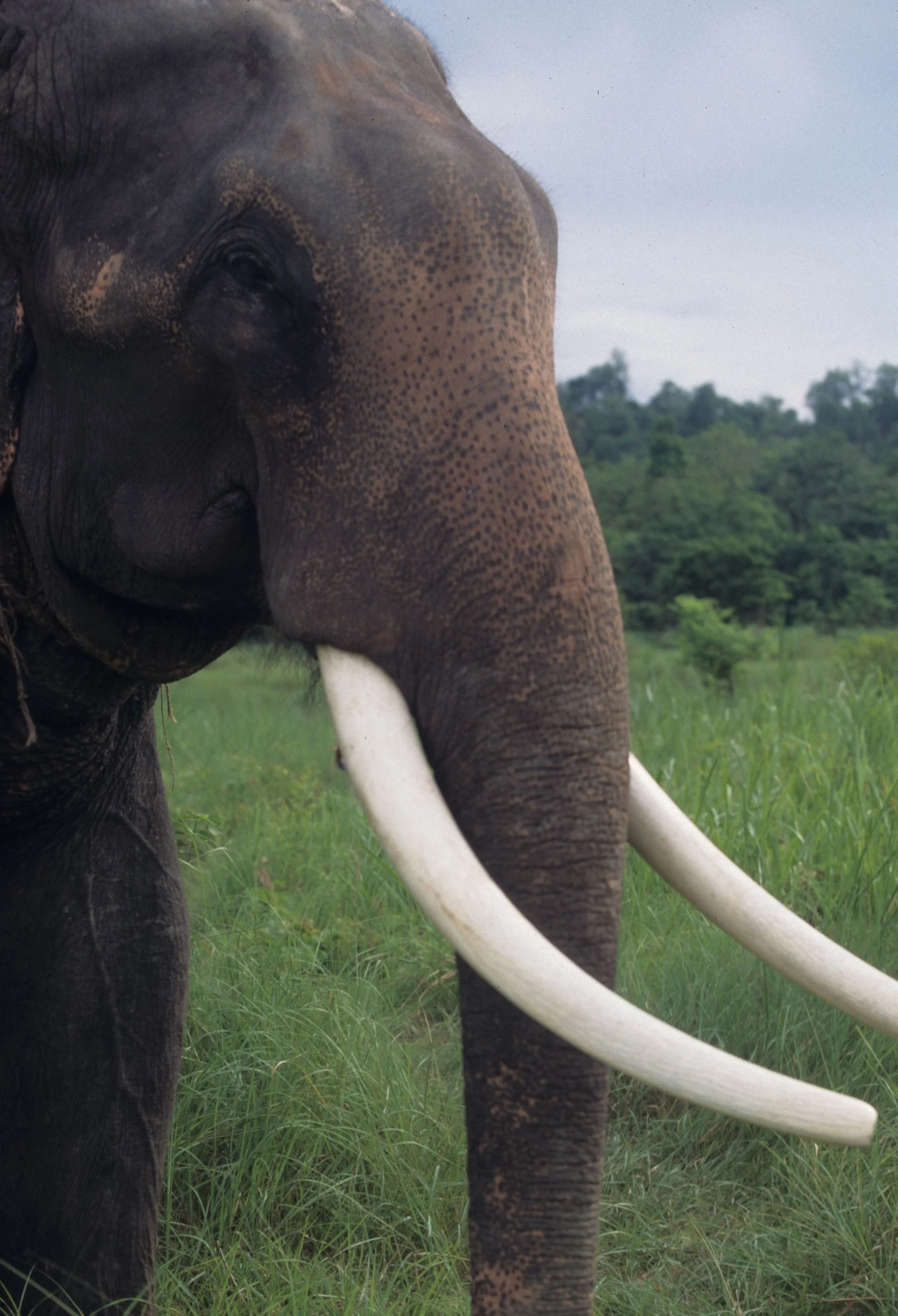 ELEPHANT - ASIAN ELEPHANT - CHITWAN NP NEPAL.jpg