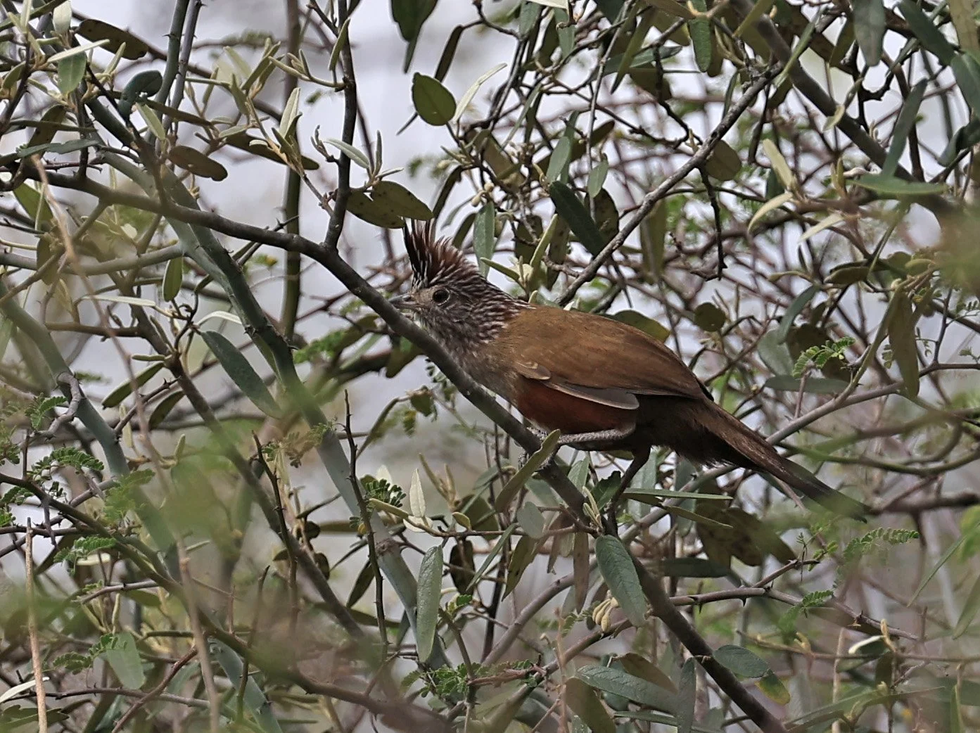 Crested Gallito (Rhinocrypta lanceolata) La Patria Sideroads Paraguay (51).jpg