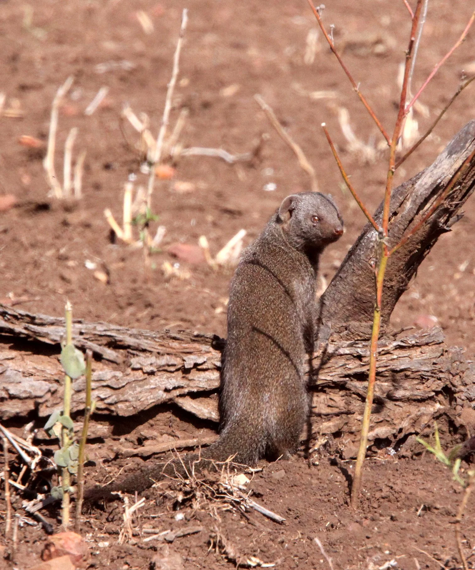 Helogale parvula - COMMON DWARF MONGOOSE - KRUGER NATIONAL PARK SOUTH AFRICA (8).JPG