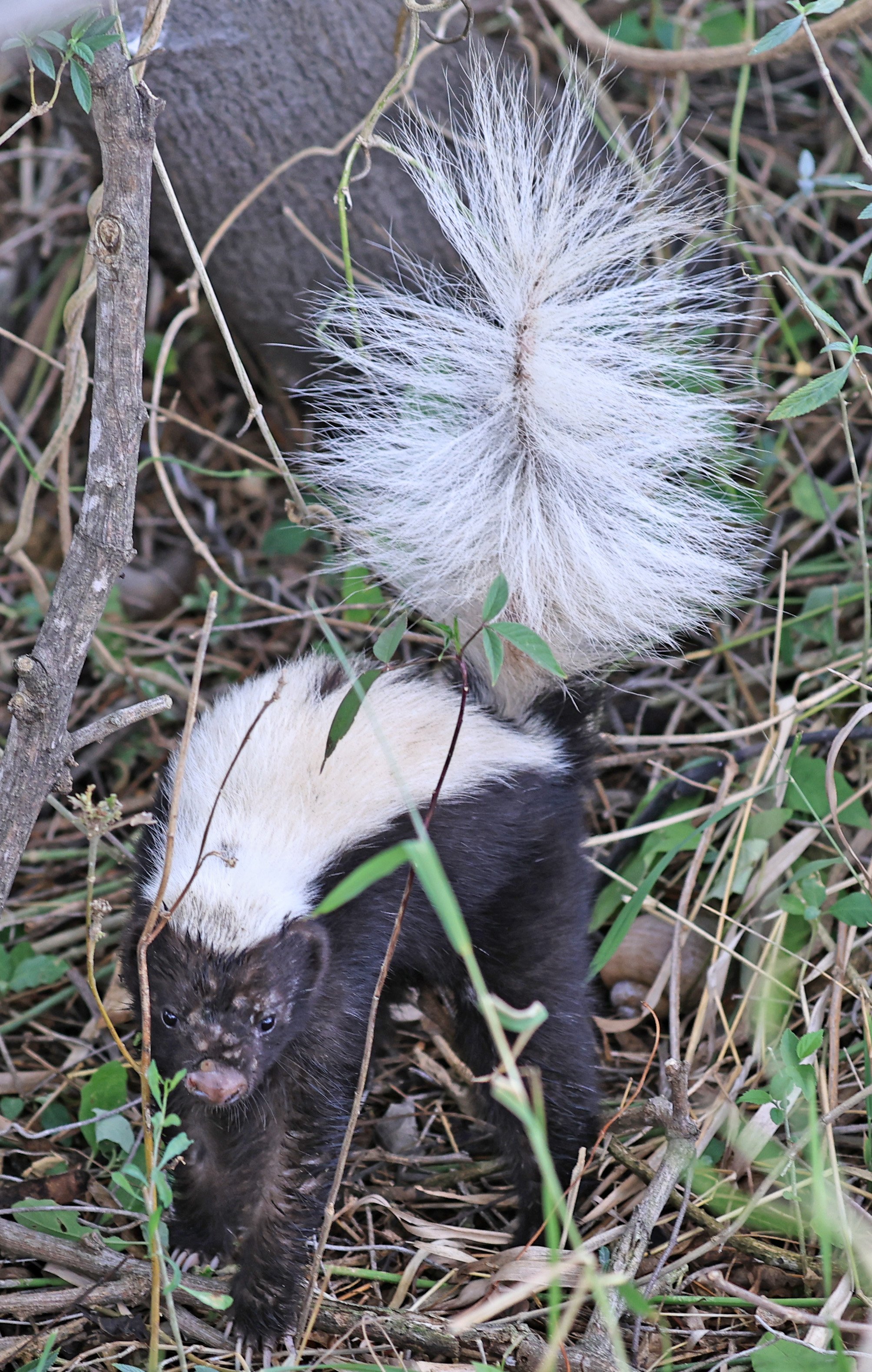 Molina's Hog-nosed Skunk (Conepatus chinga) Estancia Campo'i Paraguay  (29).jpg