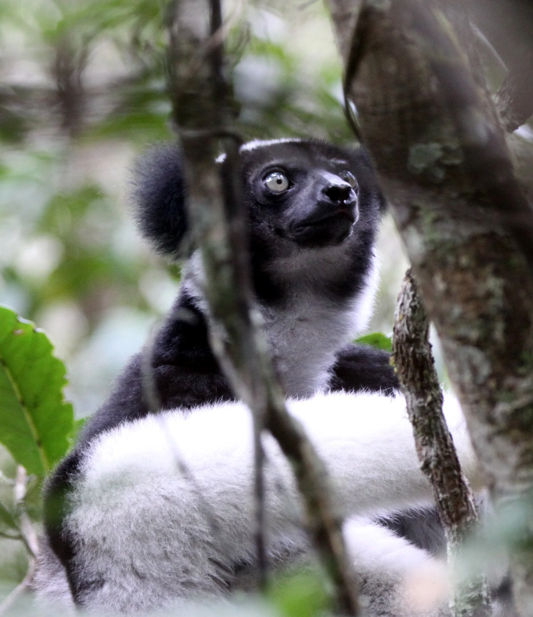 INDRIIDAE - Indri indri - MANTADIA NATIONAL PARK MADGASCAR (131).JPG