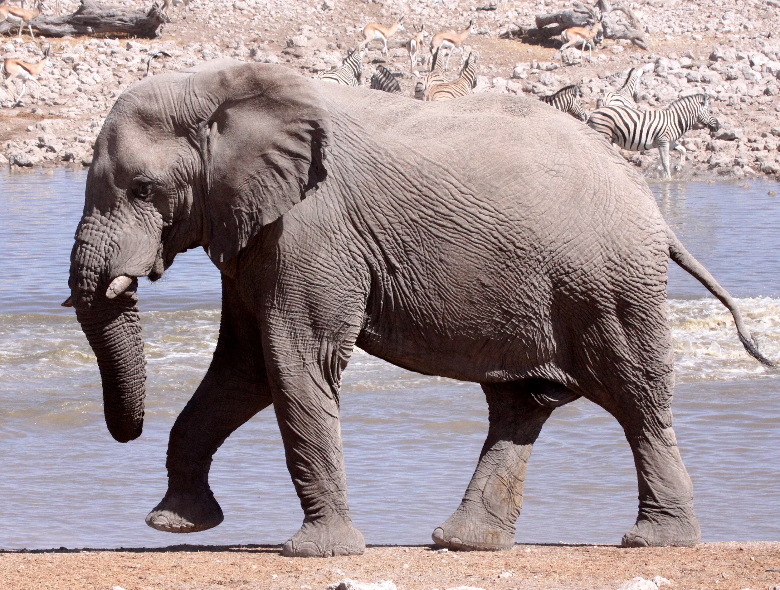 ELEPHANT - AFRICAN ELEPHANT - ETOSHA NATIONAL PARK NAMIBIA (97).JPG