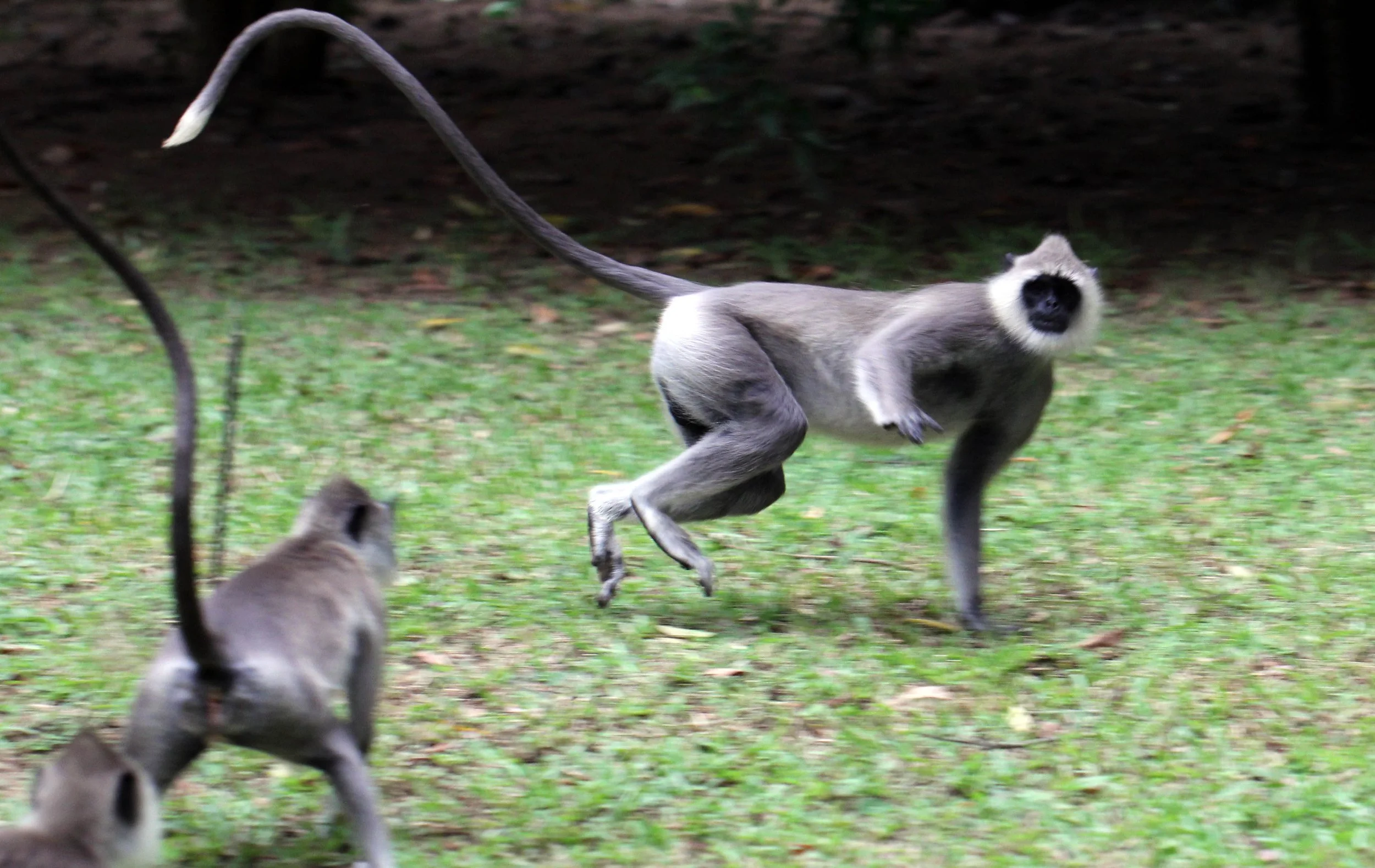 CERCOPITHECIDAE - Semnopithecus priam thersites - SRI LANKAN GRAY (TUFTED) LANGUR - SRIGIRIYA FOREST AND FORTRESS AREA SRI LANKA (47).JPG