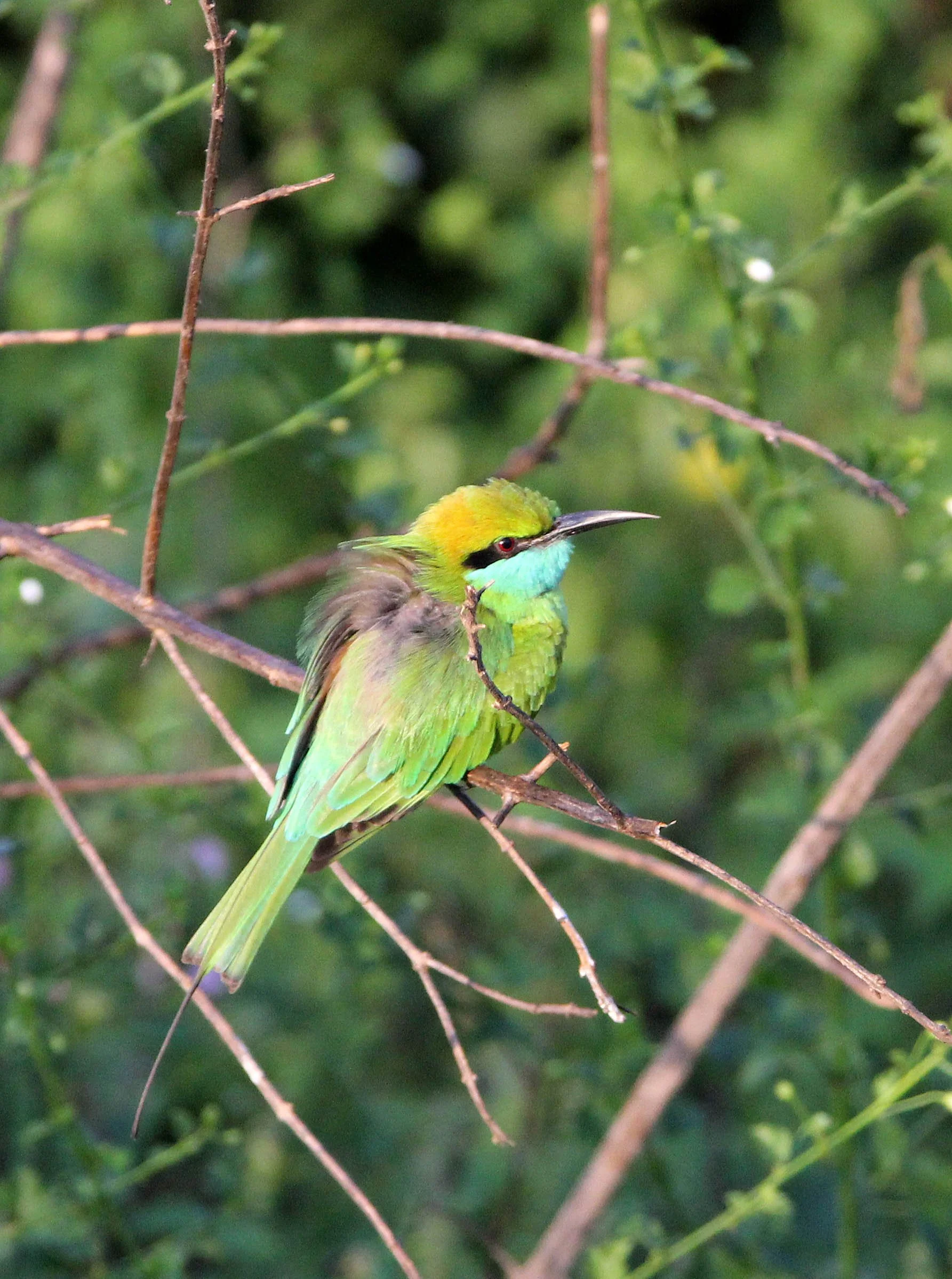 BIRD - BEE-EATER - LITTLE GREEN BEE-EATER - UDAWALAWA NATIONAL PARK SRI LANKA (5).JPG