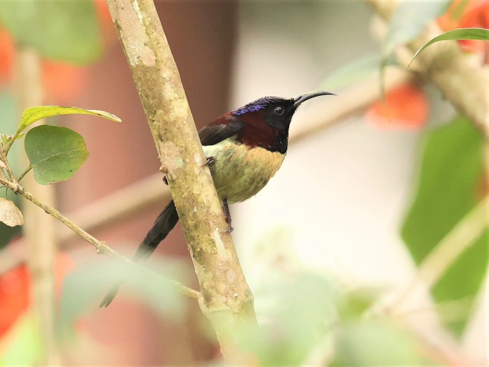 SUNBIRD - BLACK-THROATED SUNBIRD - Aethopyga saturata - DOI INTHANON NP CHIANG MAI, DEC 2021 (5).jpg