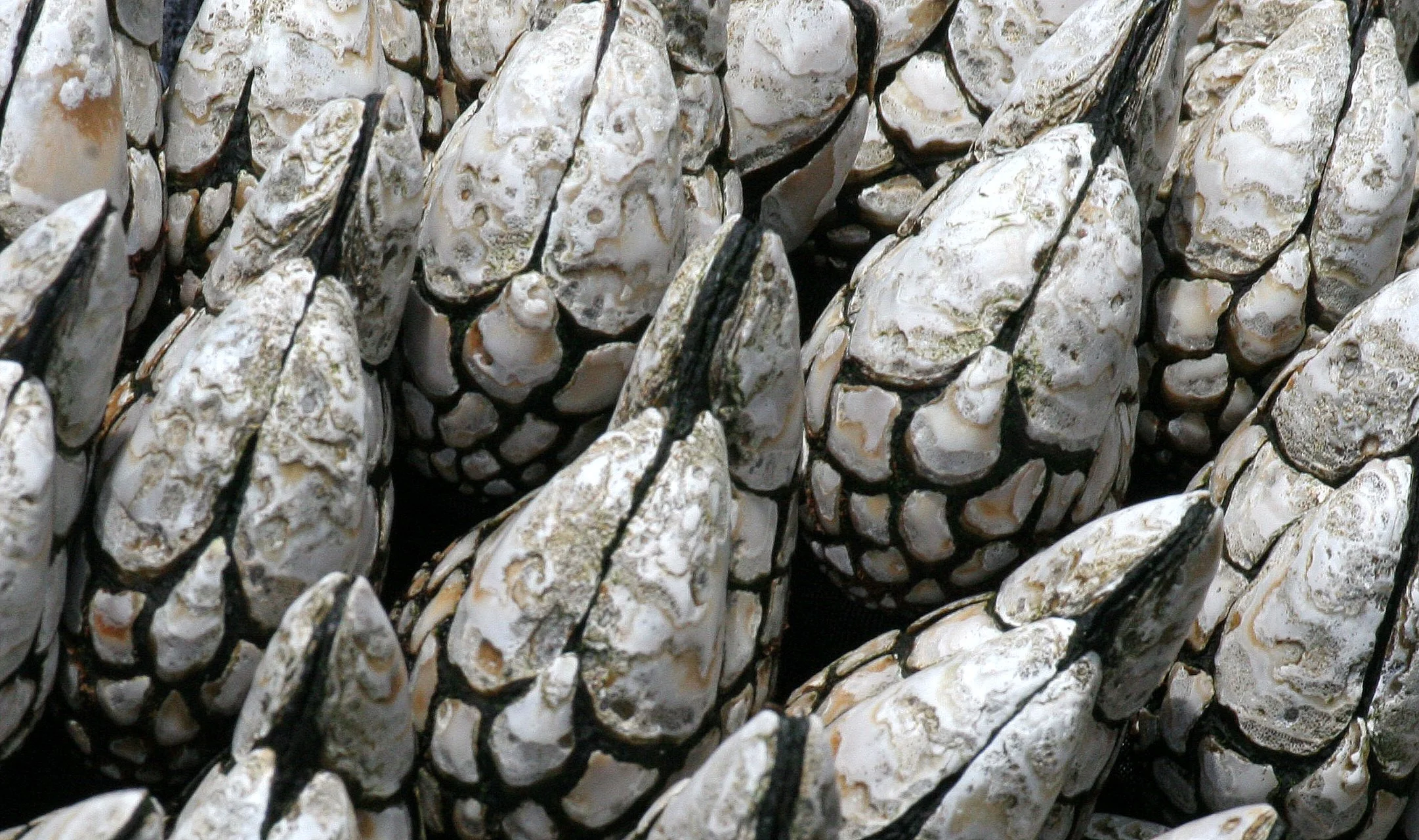 INVERTS - INTERTIDAL - ARTHROPODA - BARNACLES - GOOSE-NECK BARNACLES - TONGUE POINT WA (9).JPG