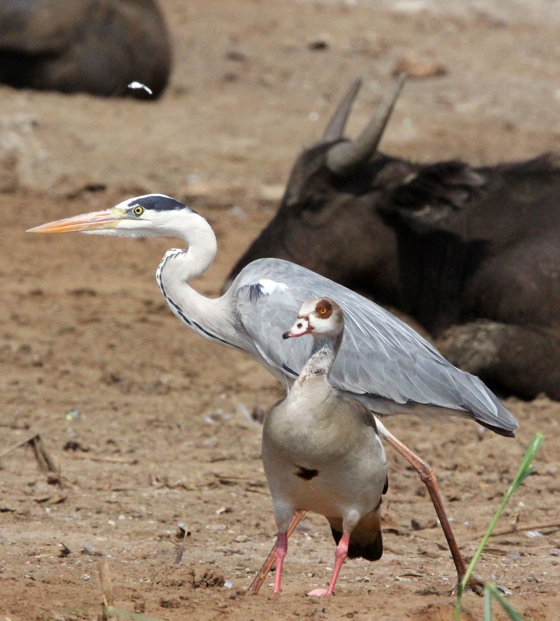 BIRD - GOOSE - EGYPTIAN GOOSE AND GREY HERON - QUEEN ELIZABETH NATIONAL PARK UGANDA (2).JPG