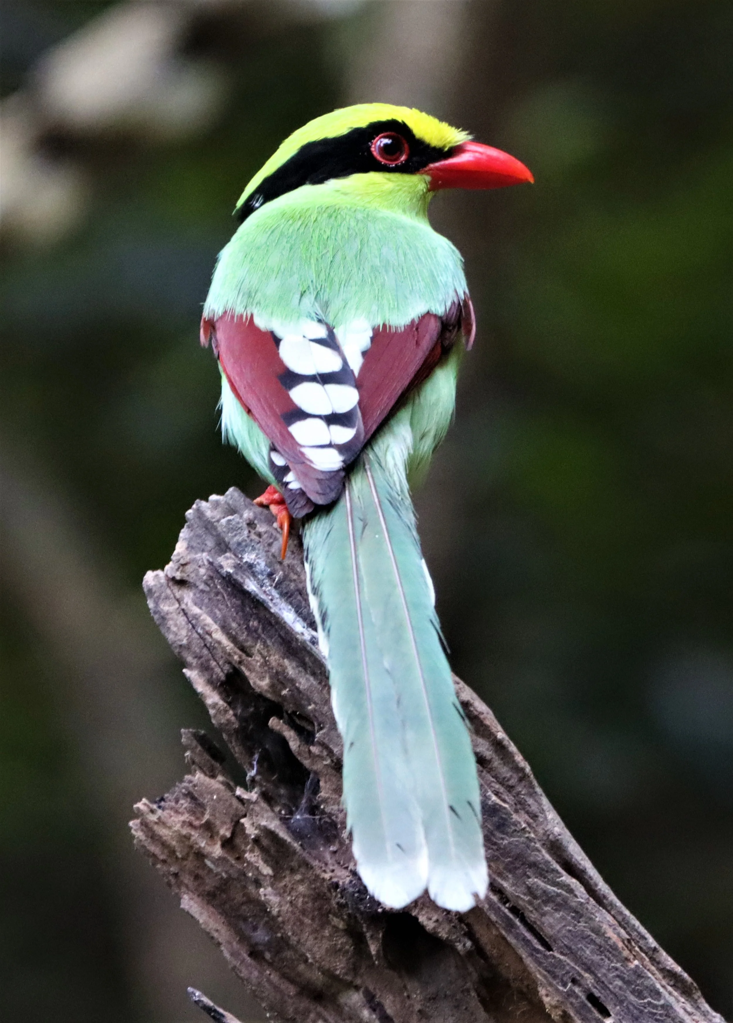 MAGPIE - COMMON GREEN MAGPIE - Cissa chinensis - NEUNG HIDE KAENG KRACHAN (39).jpg