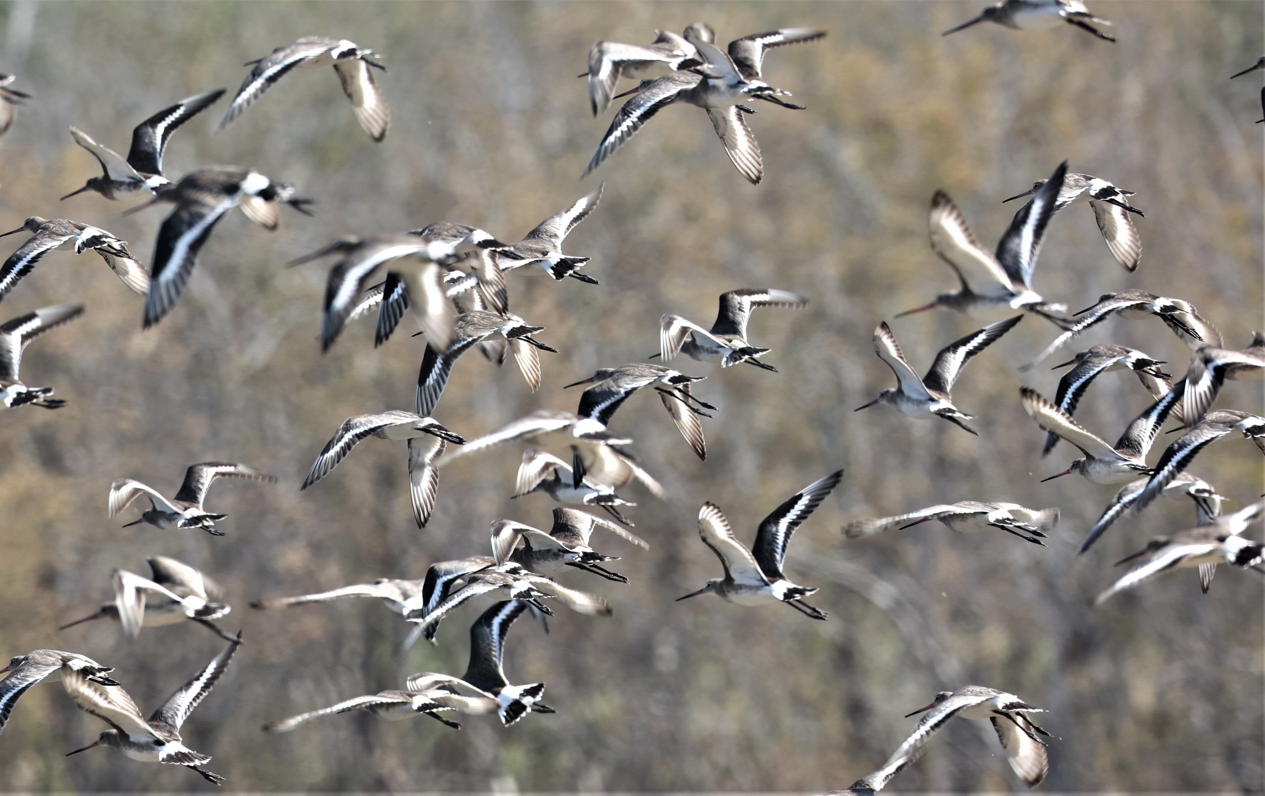 GODWIT - BLACK-TAILED GODWITS - Limosa limosa - BANG PU 11 DEC 2021 (159).jpg