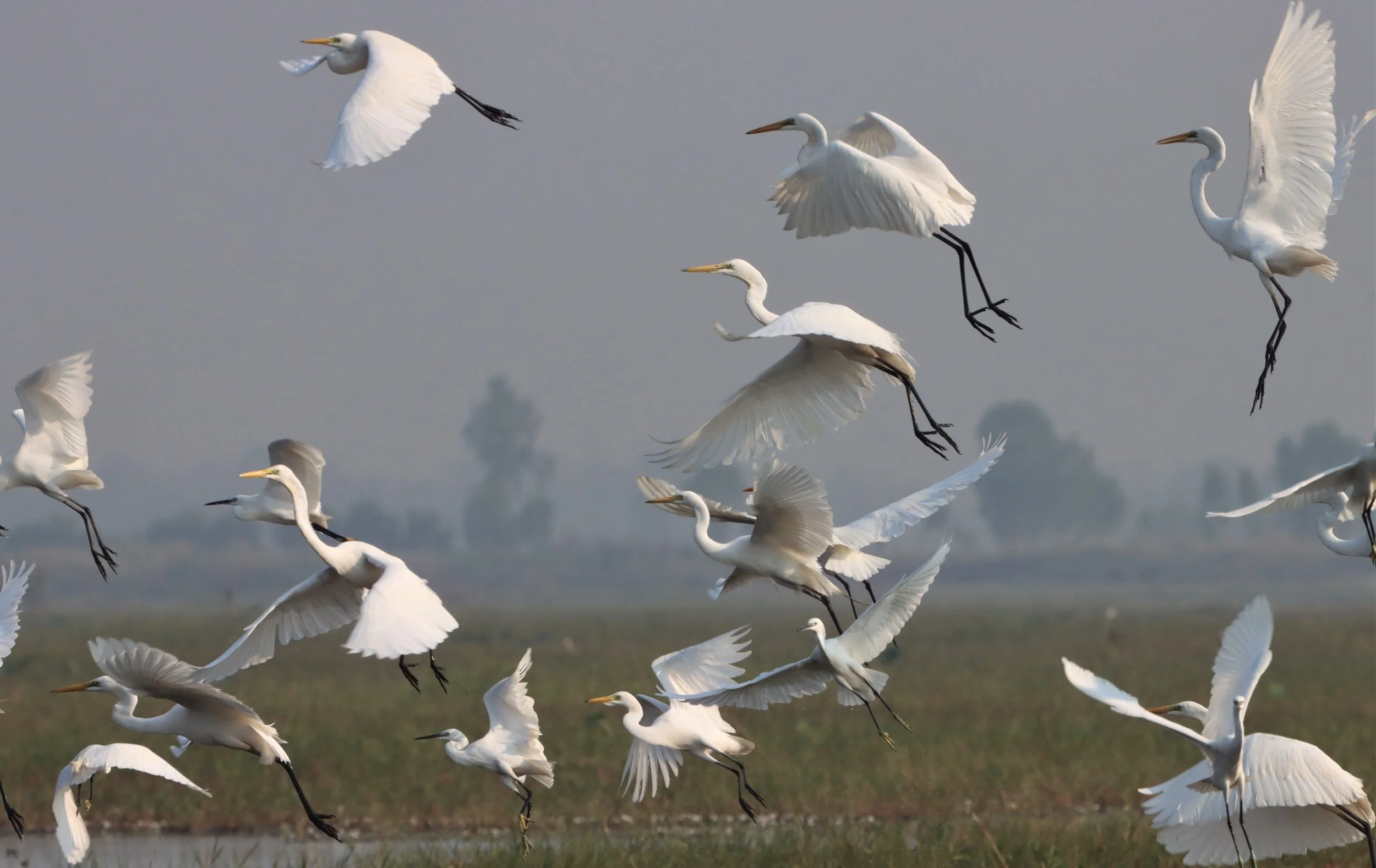 EGRET - INTERMEDIATE EGRET - Mesophoyx intermedia - BUENG BORAPHET THAILAND (12).jpg