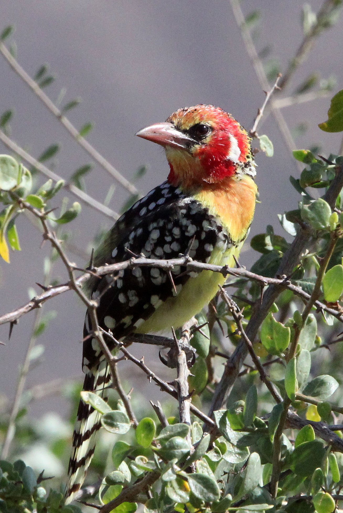 BARBET - RED-AND-YELLOW BARBET - Trachyphonus erythrocephalus - SAMBURU NATIONAL PARK KENYA (1).JPG