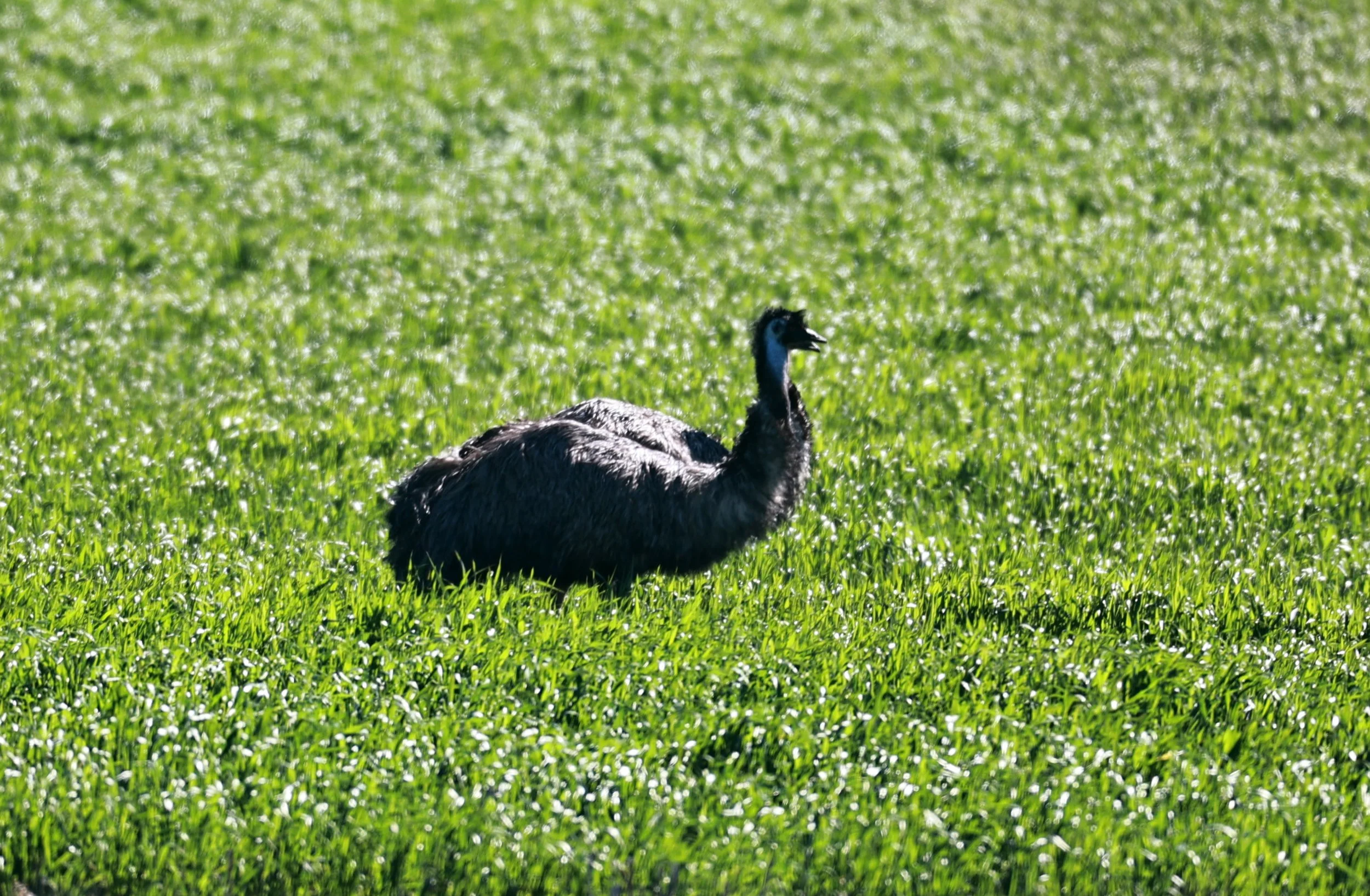 Emu (Dromaius novaehollandiae) Stirling Range NP - Western Australia (36).jpg