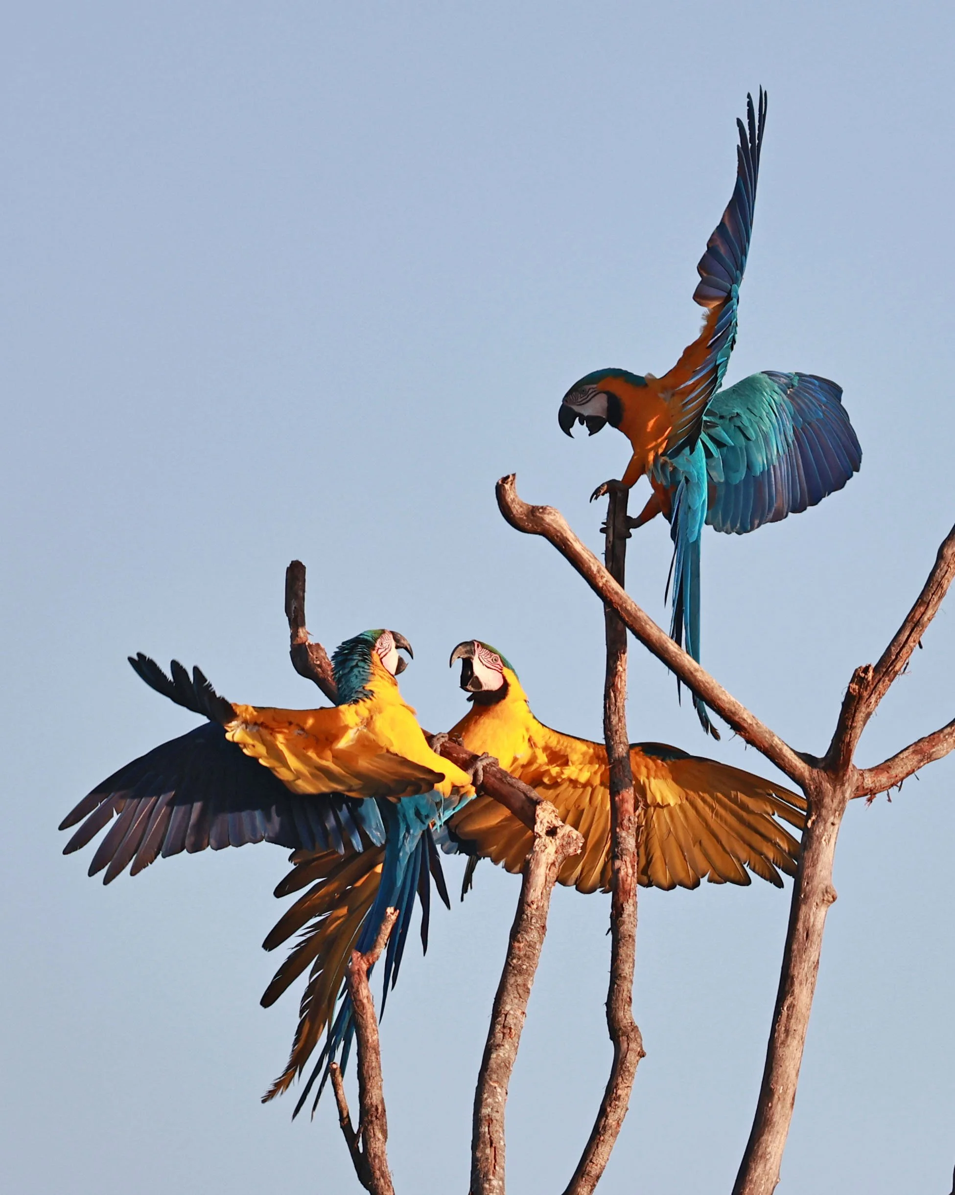 Macaw - Blue-and-yellow Macaw - Ara ararauna - Emas National Park, Goias State, Brazil (78).jpg