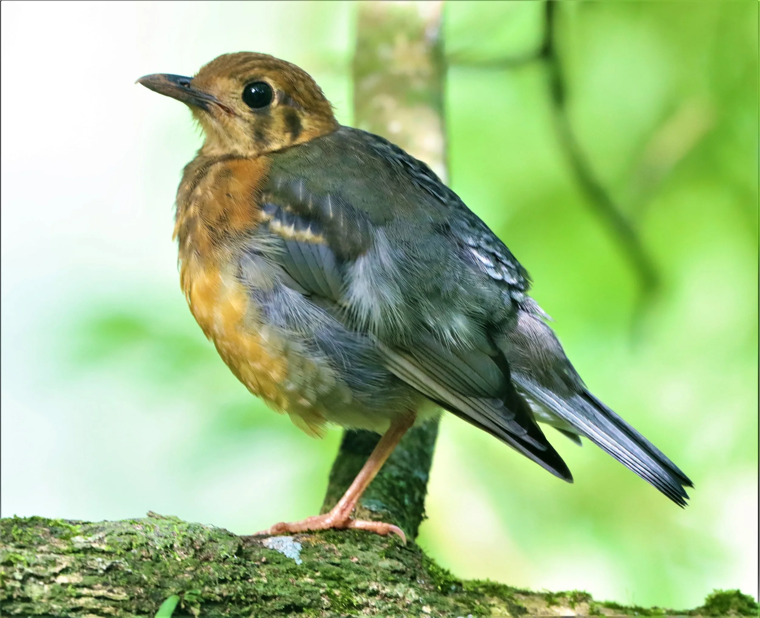 Orange-headed Thrush (Zoothera citrina) Doi Ang Kang Chiang Mai (33).jpg