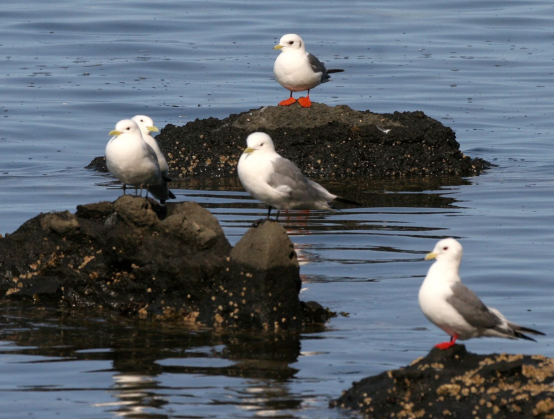 BIRD - KITTIWAKE - RED-LEGGED - COMMANDERS (9).jpg