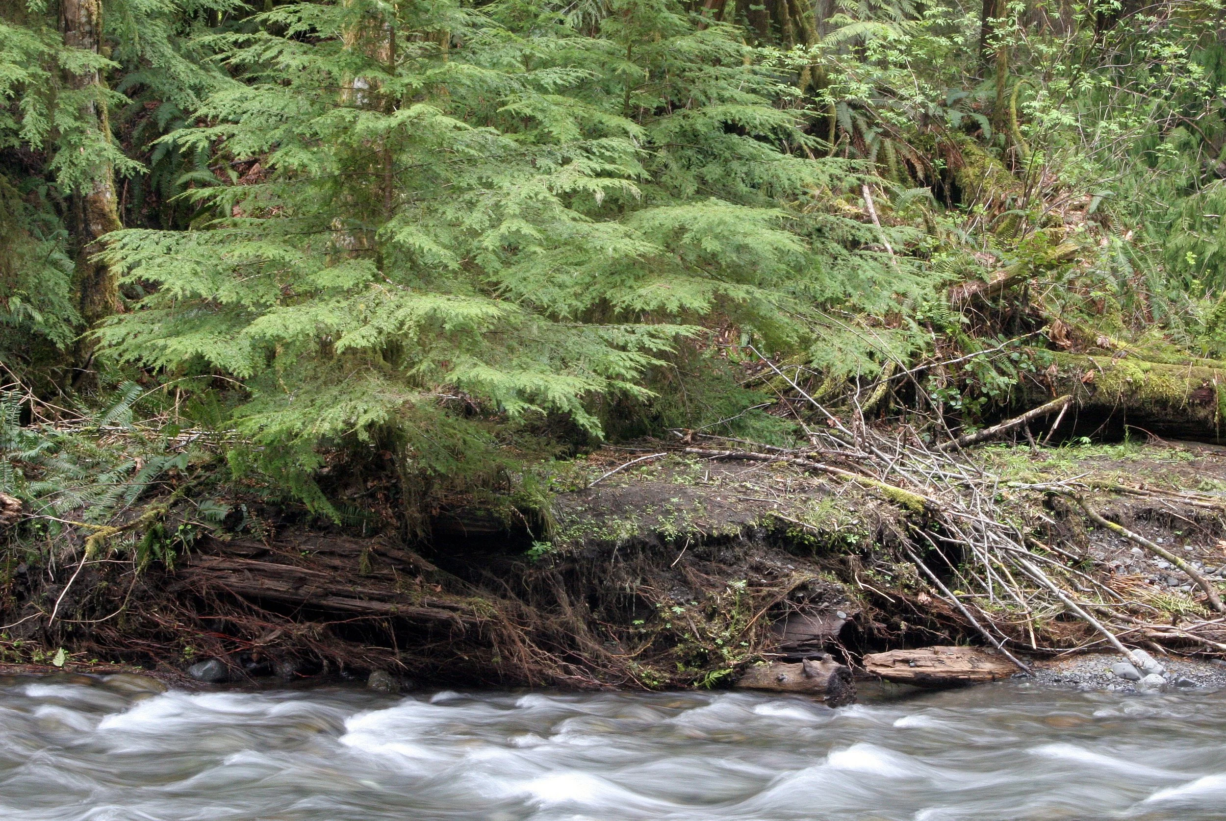 BARNES CREEK AND SURROUNDING FOREST (10).JPG