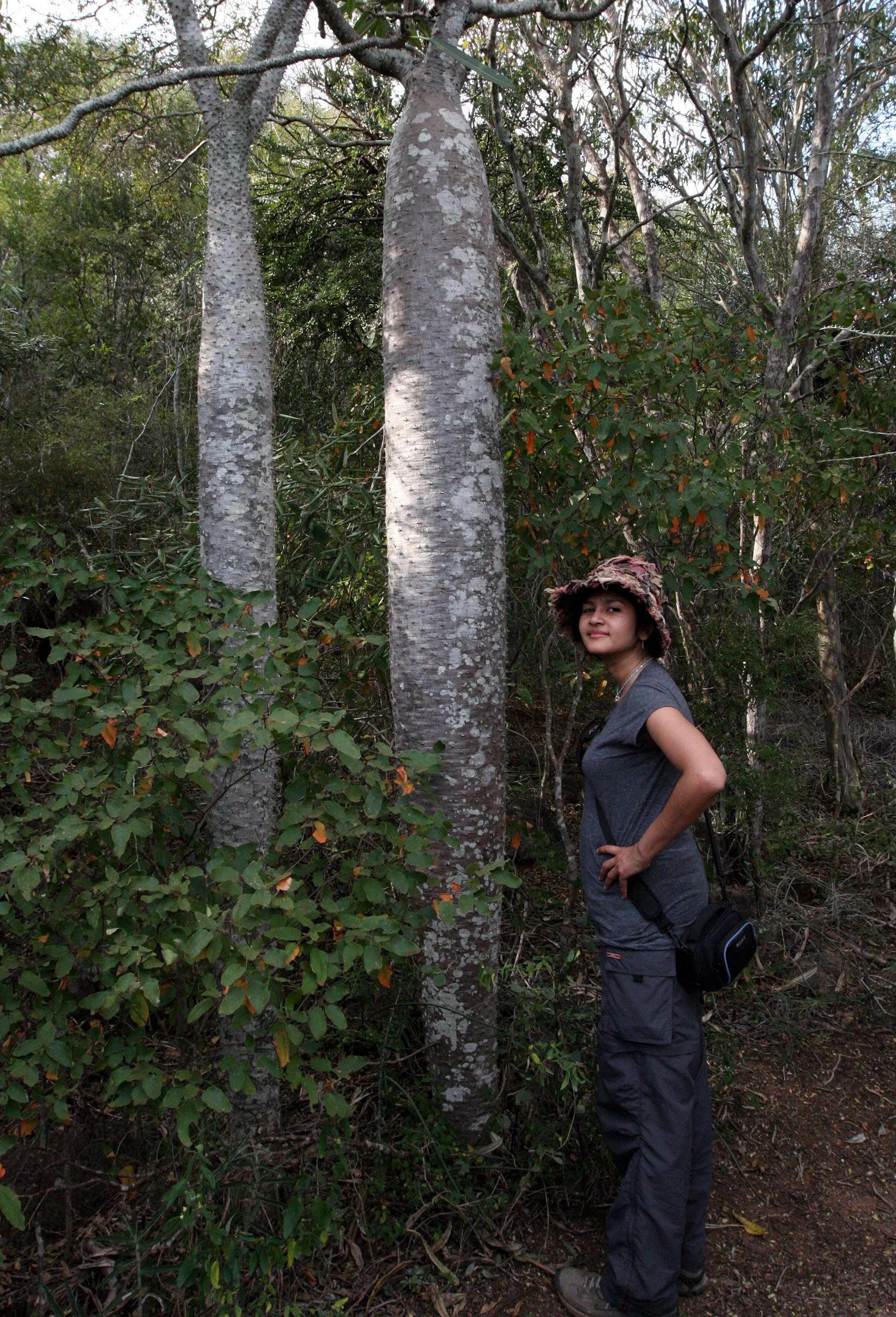 PLANT - PACHYPODIUM SPECIES - ANDOHAHELA NATIONAL PARK MADGASCAR.JPG