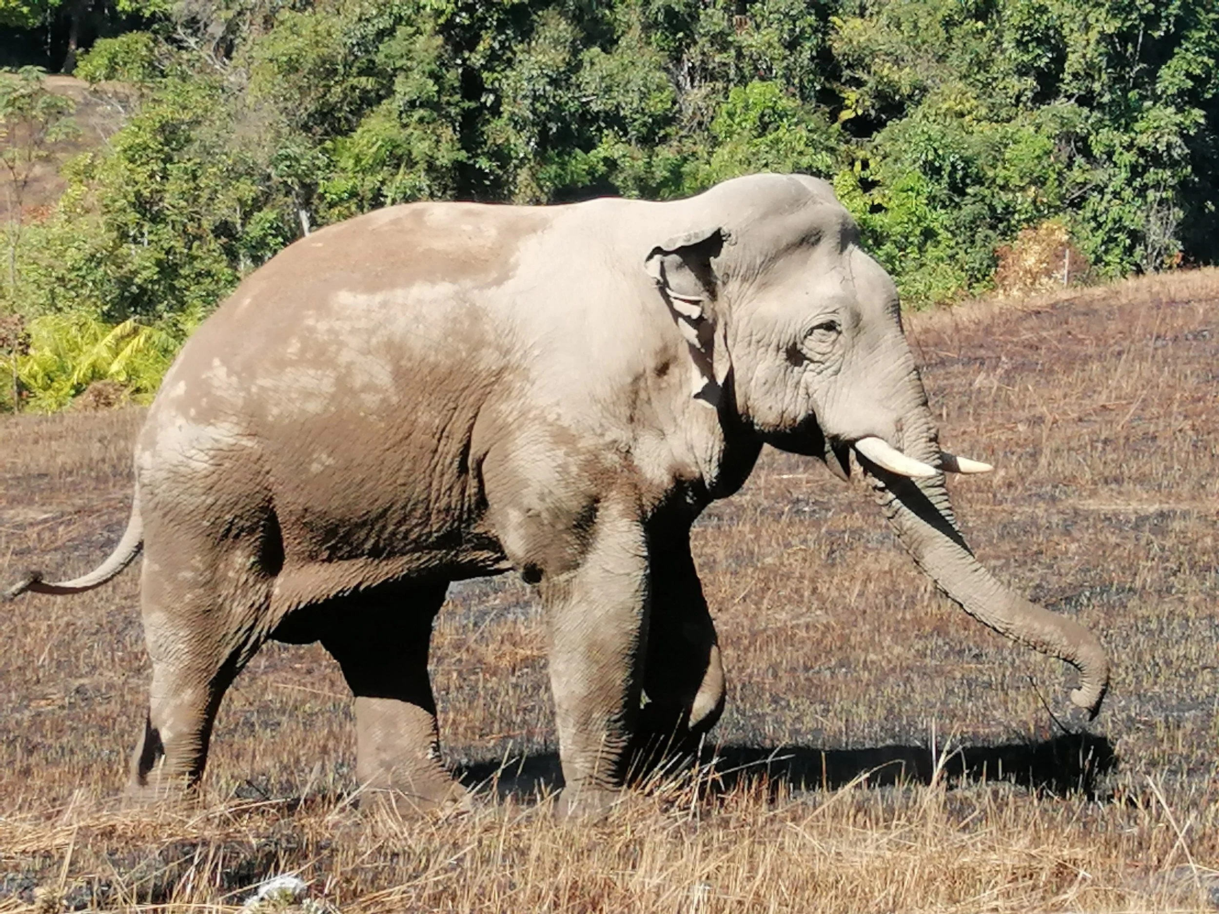 An old bull strolling a freshly burned grassland that is artifically maintained for them and other herbivores